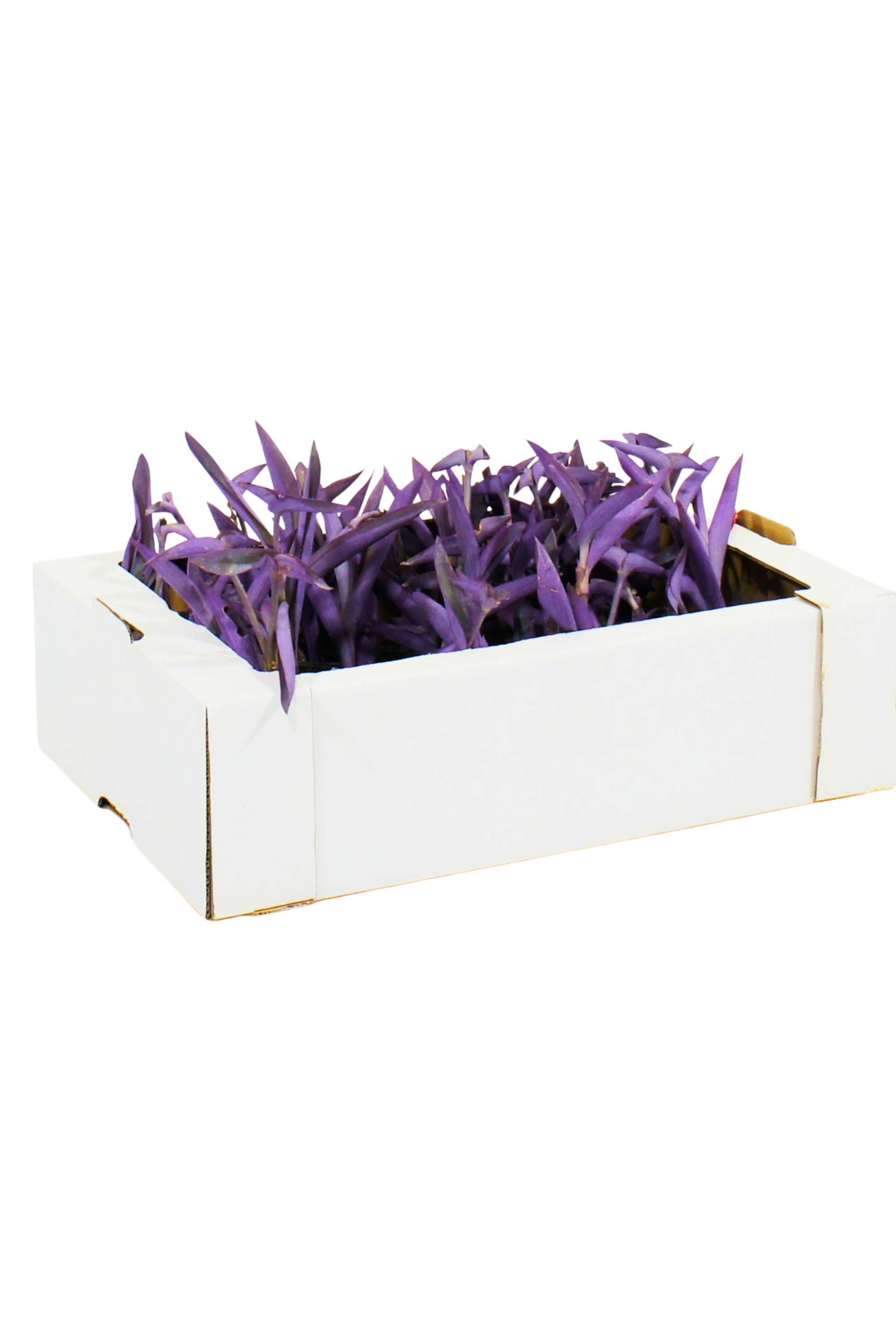 Outdoor Plant Small (V9 pots) 10 cms Setcreasea Purpurea Setcreasea Purpurea