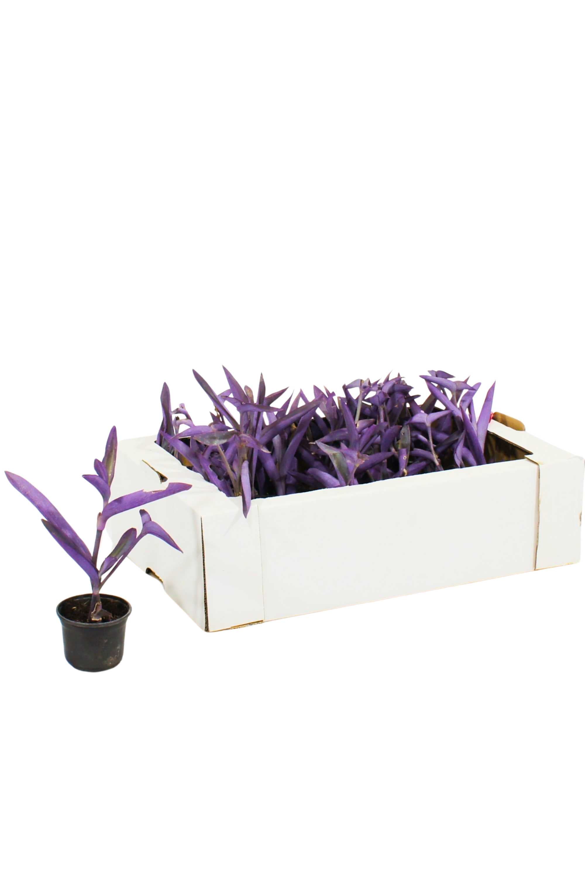 Outdoor Plant Small (V9 pots) 10 cms Setcreasea Purpurea Setcreasea Purpurea