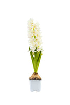 Outdoor Plant Small / White Hyacinthus orientalis Hyacinthus orientalis