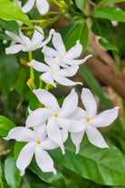 Outdoor Plant Tabernaemontana divaricata Tabernaemontana divaricata