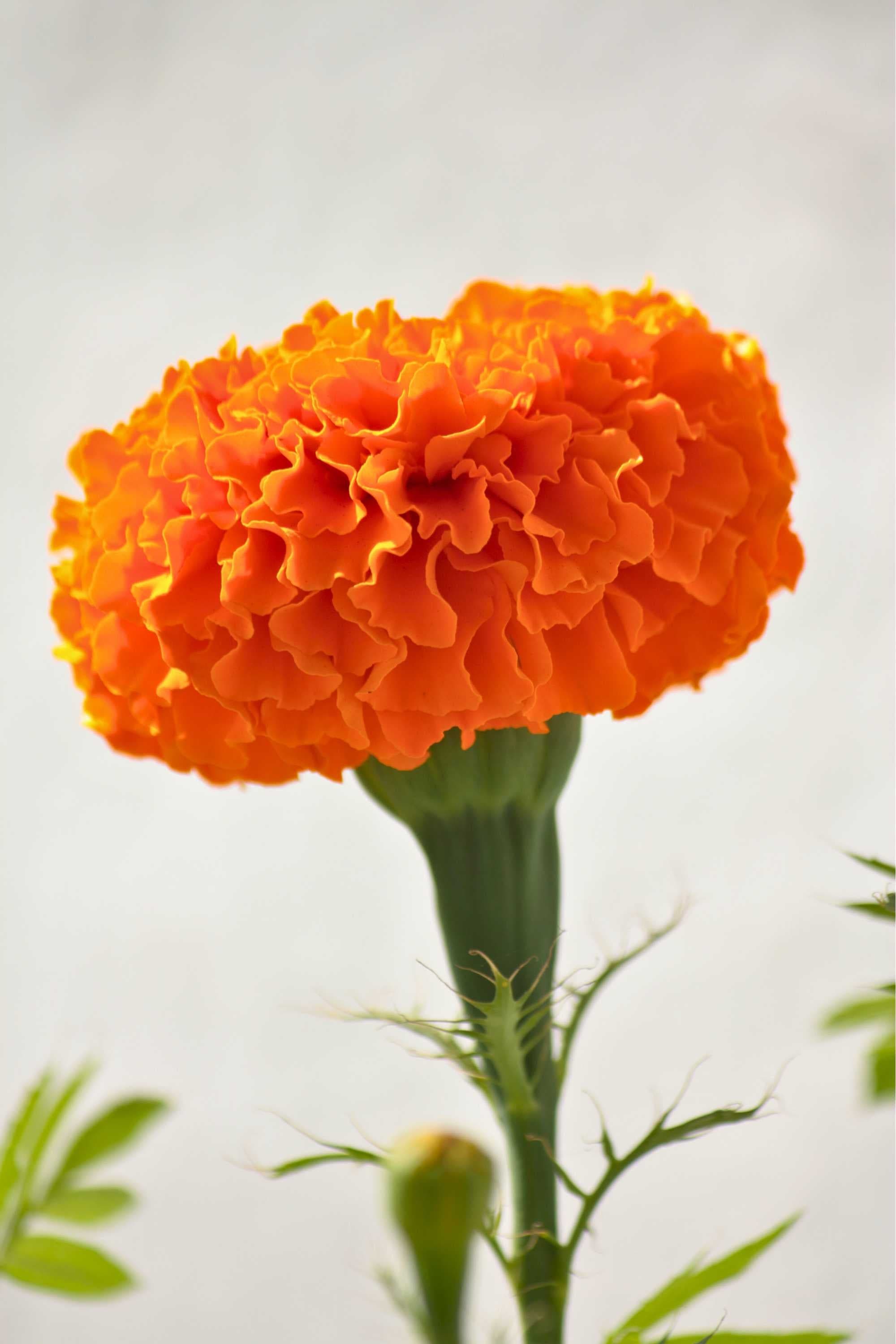 Outdoor Plant Tagetes spp. Tagetes spp.