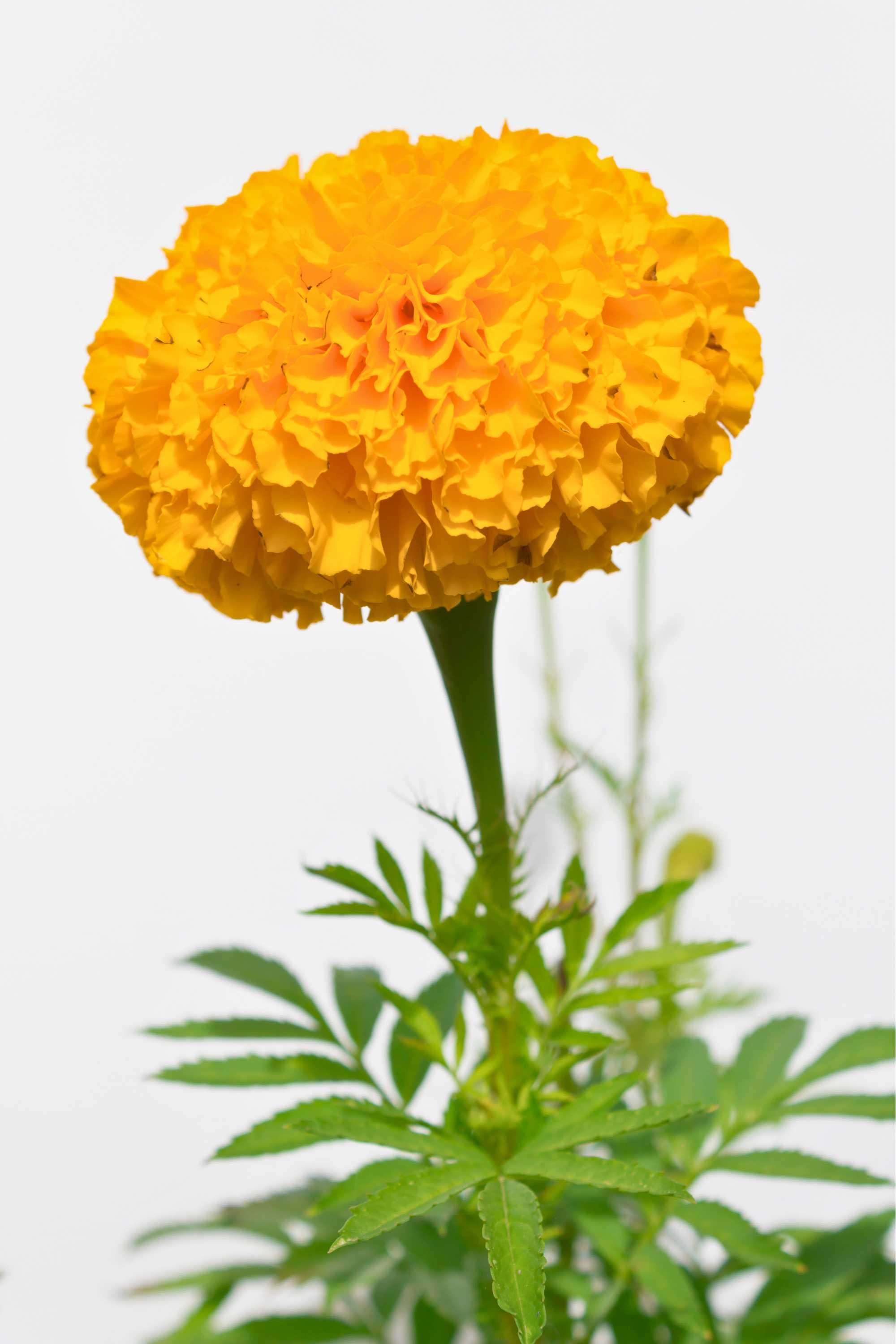 Outdoor Plant Tagetes spp. Tagetes spp.