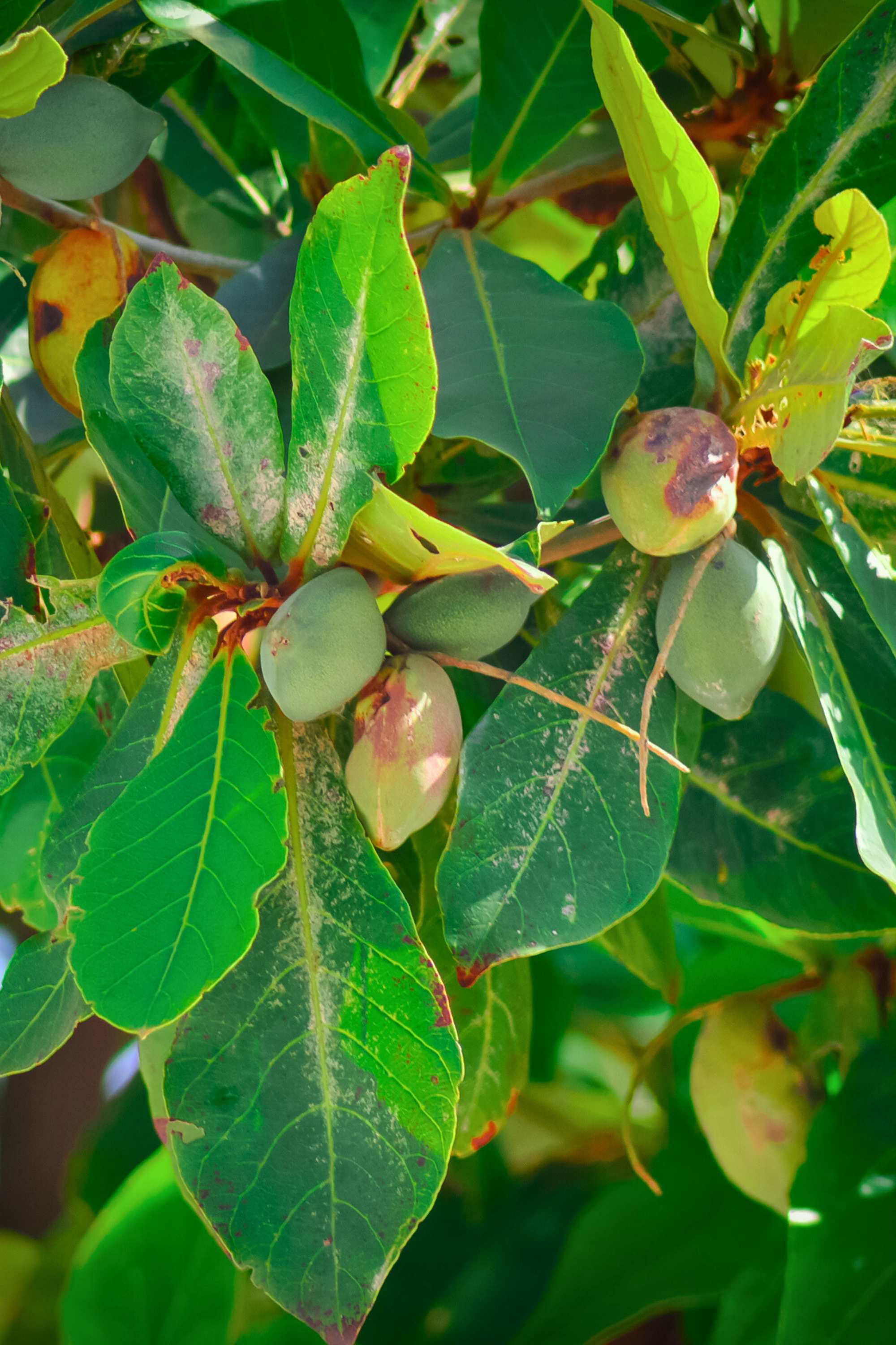 Outdoor Plant Terminalia catappa Terminalia catappa