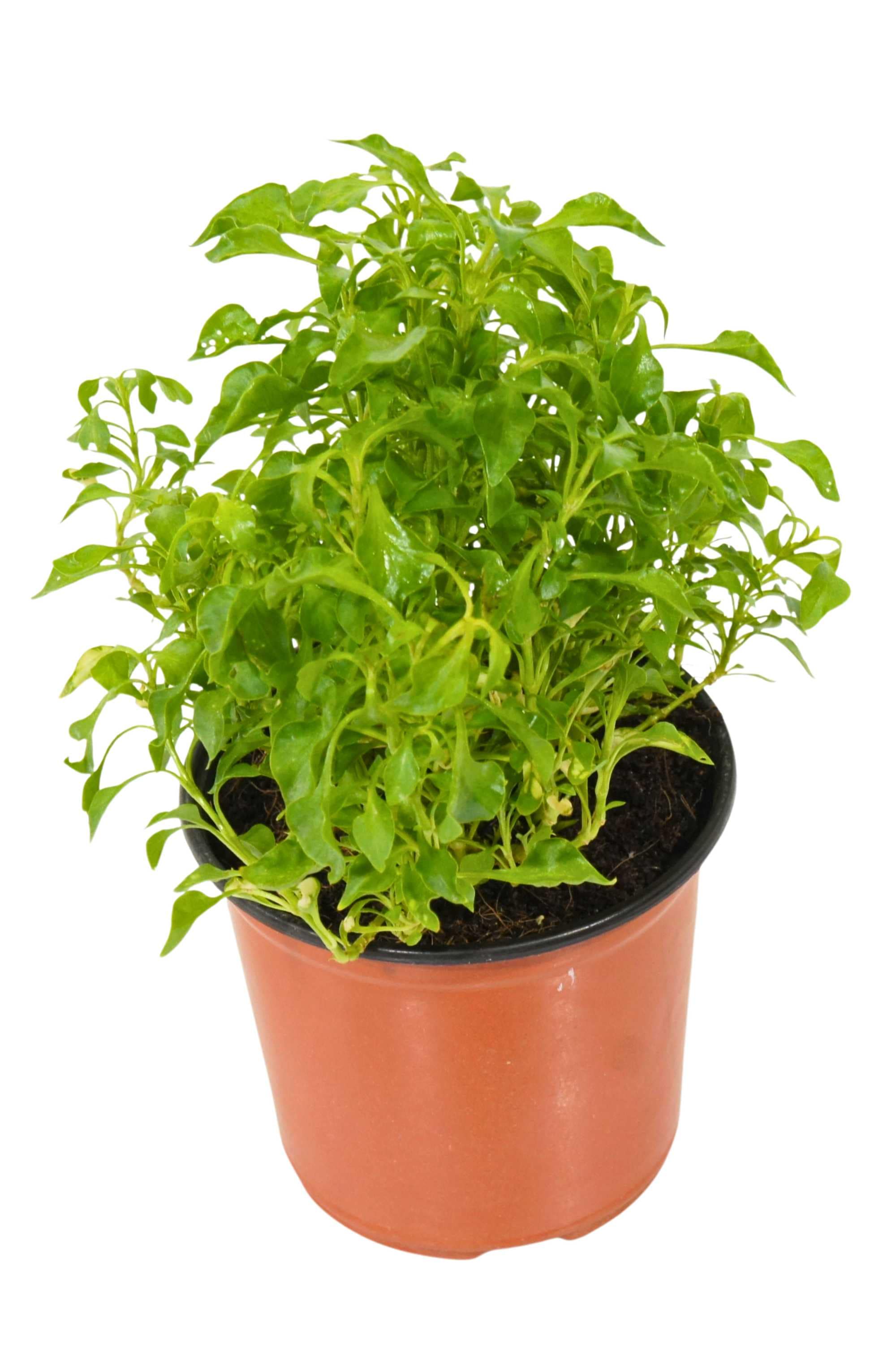 Outdoor Plant V13 Golden Green Alternanthera Golden Green Alternanthera