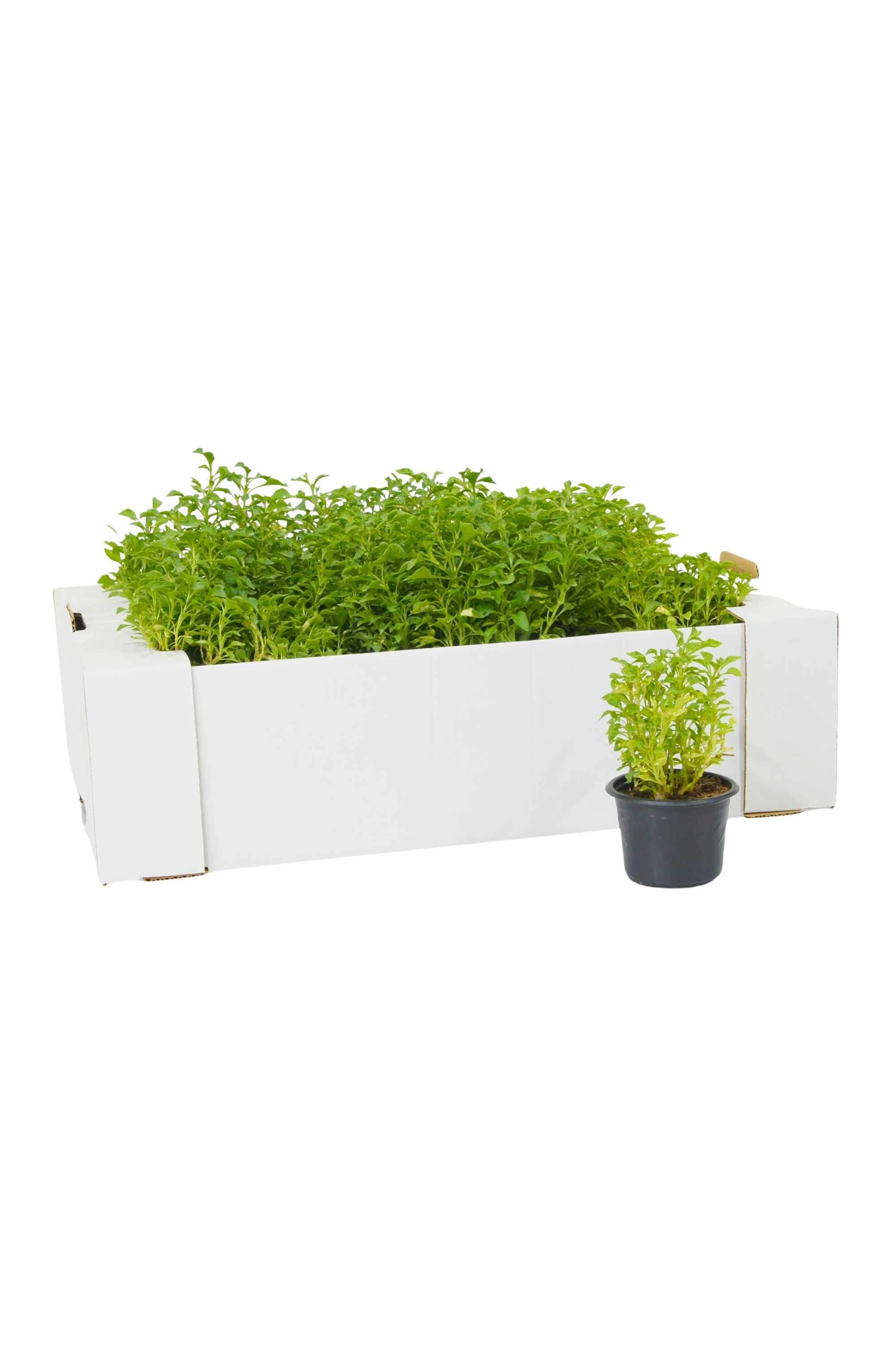 Outdoor Plant V9 Golden Green Alternanthera Golden Green Alternanthera