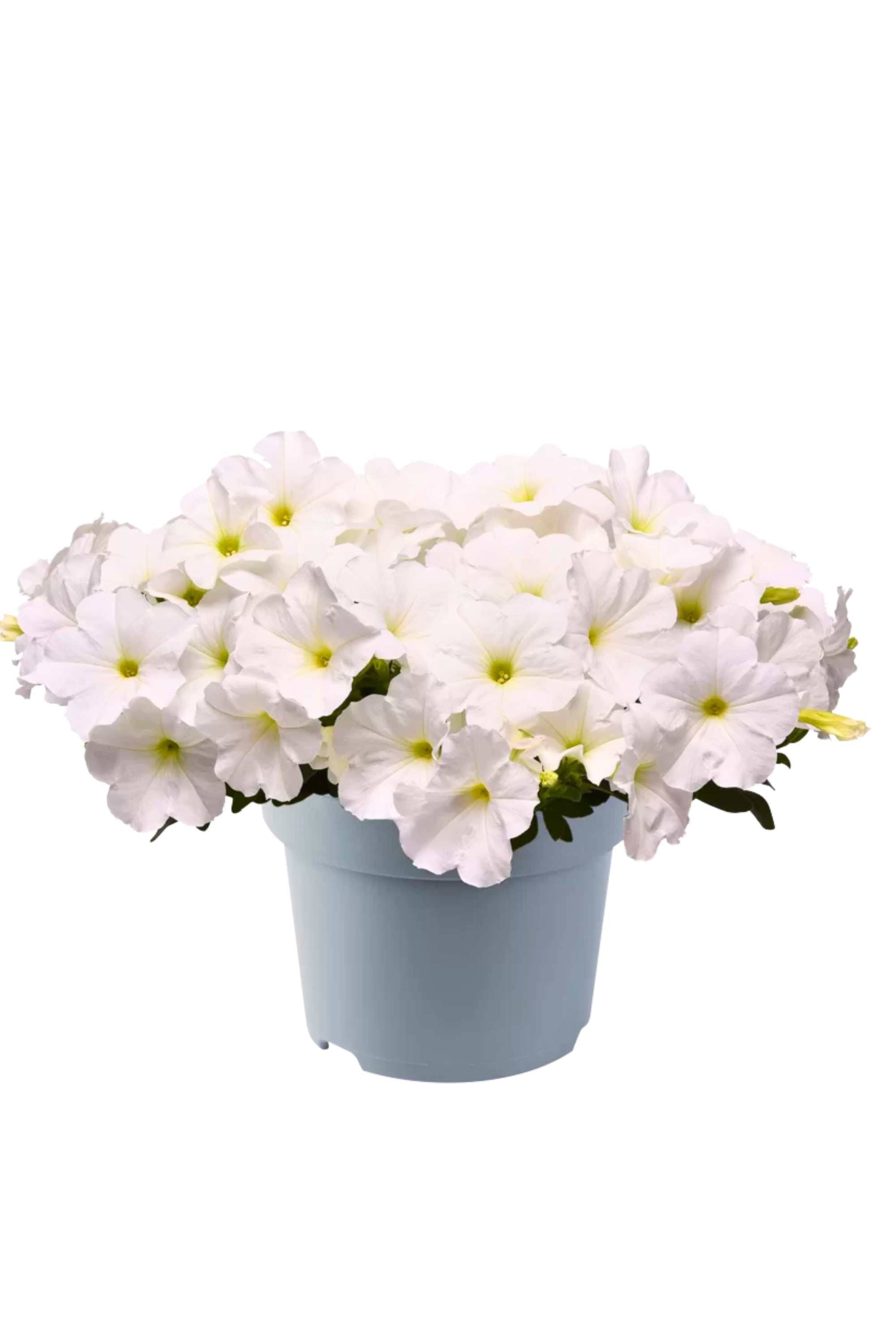 Outdoor Plant White / Small 10 x 15 cms Petunia hybrida Petunia hybrida