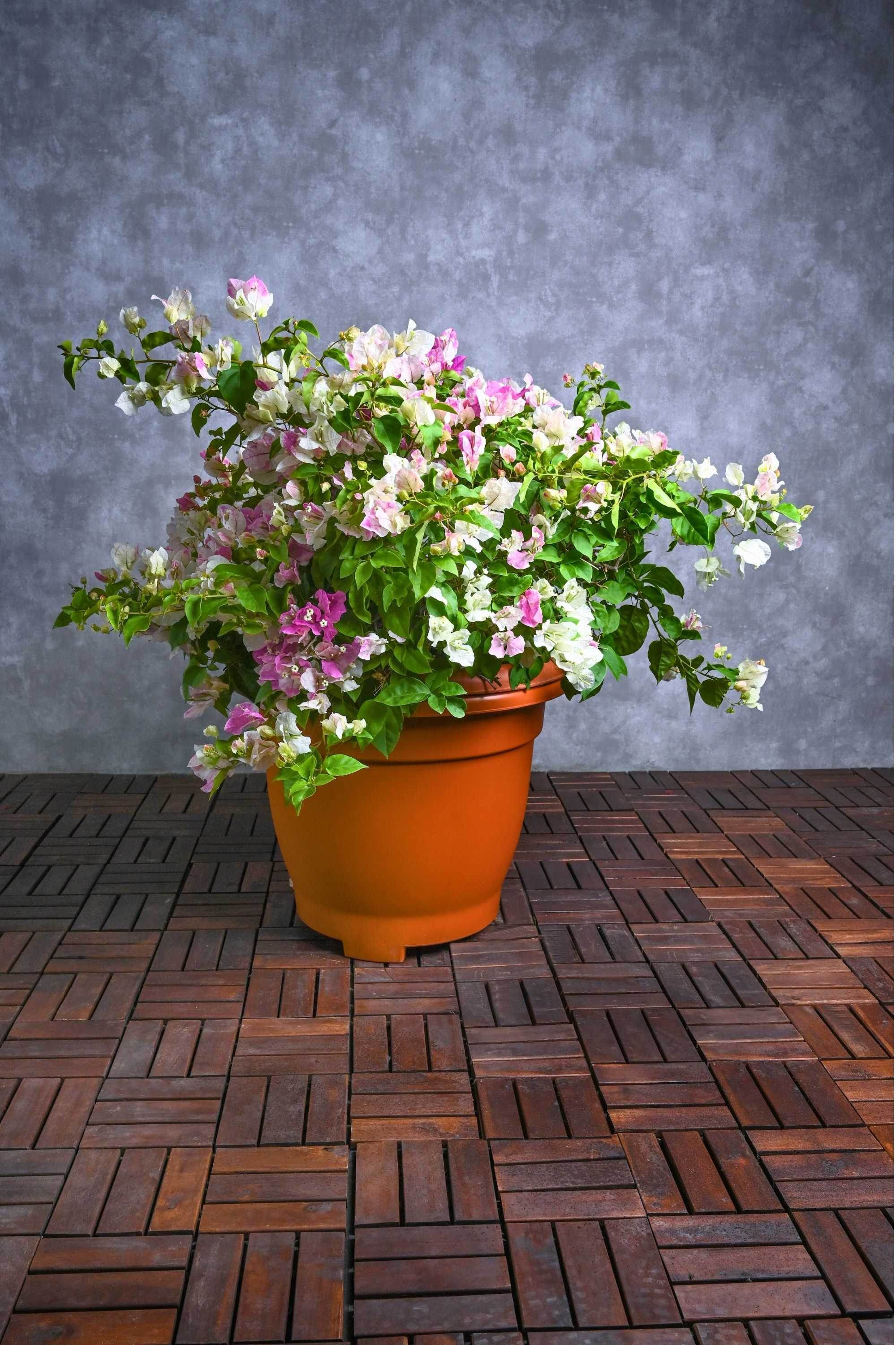 Outdoor Plant X Large 100-120 cms / Coco Ice Bougainvillea Spp Bougainvillea Spp