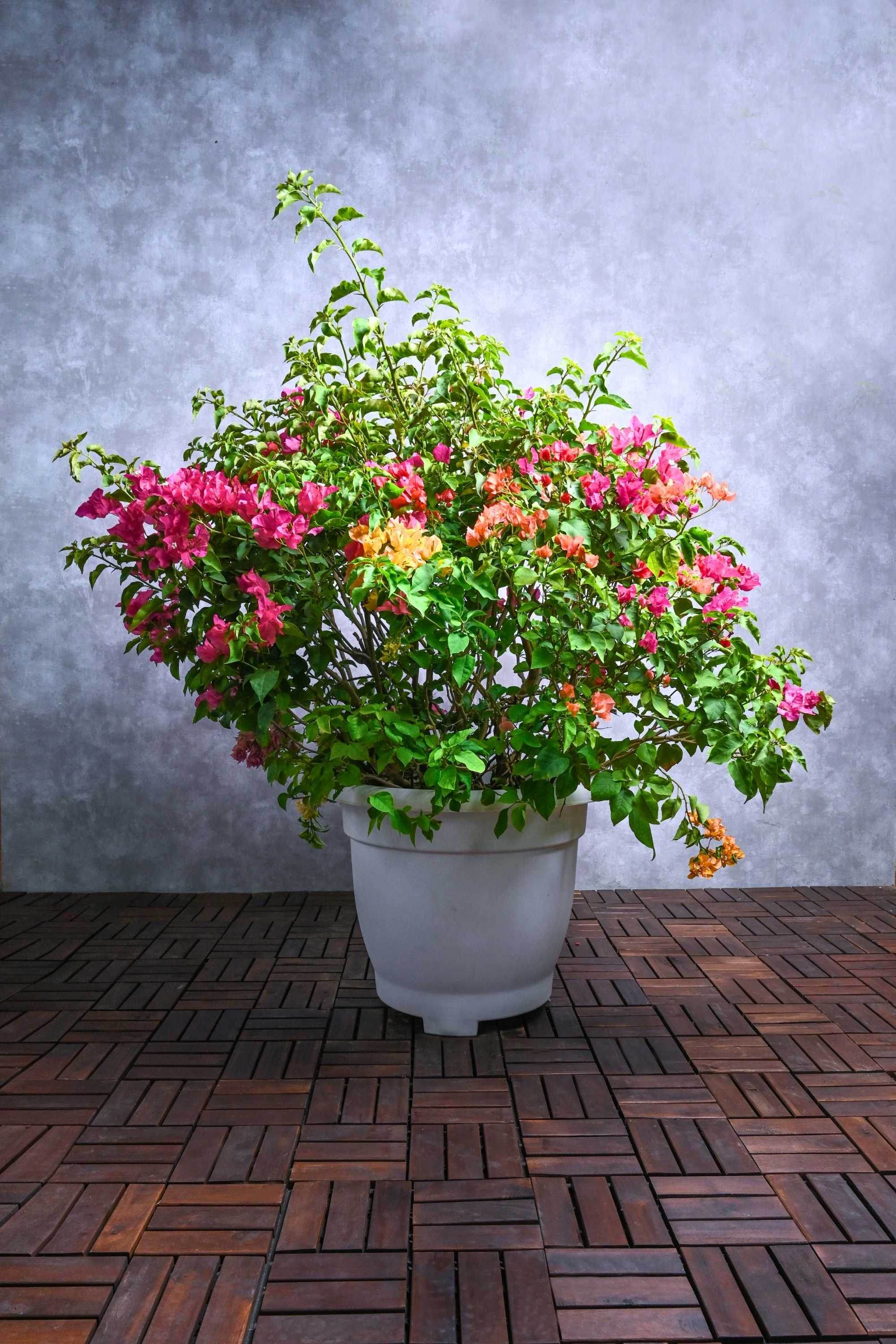Outdoor Plant X Large 100-120 cms / Glabra Bougainvillea Spp Bougainvillea Spp