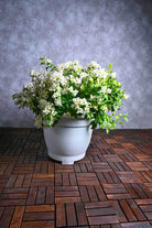 Outdoor Plant X Large 100-120 cms / Nana White Bougainvillea Spp Bougainvillea Spp