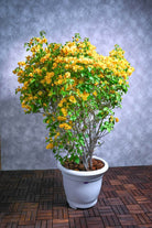 Outdoor Plant X Large 100-150 cms Bougainvillea 'California Gold' Bougainvillea 'California Gold'
