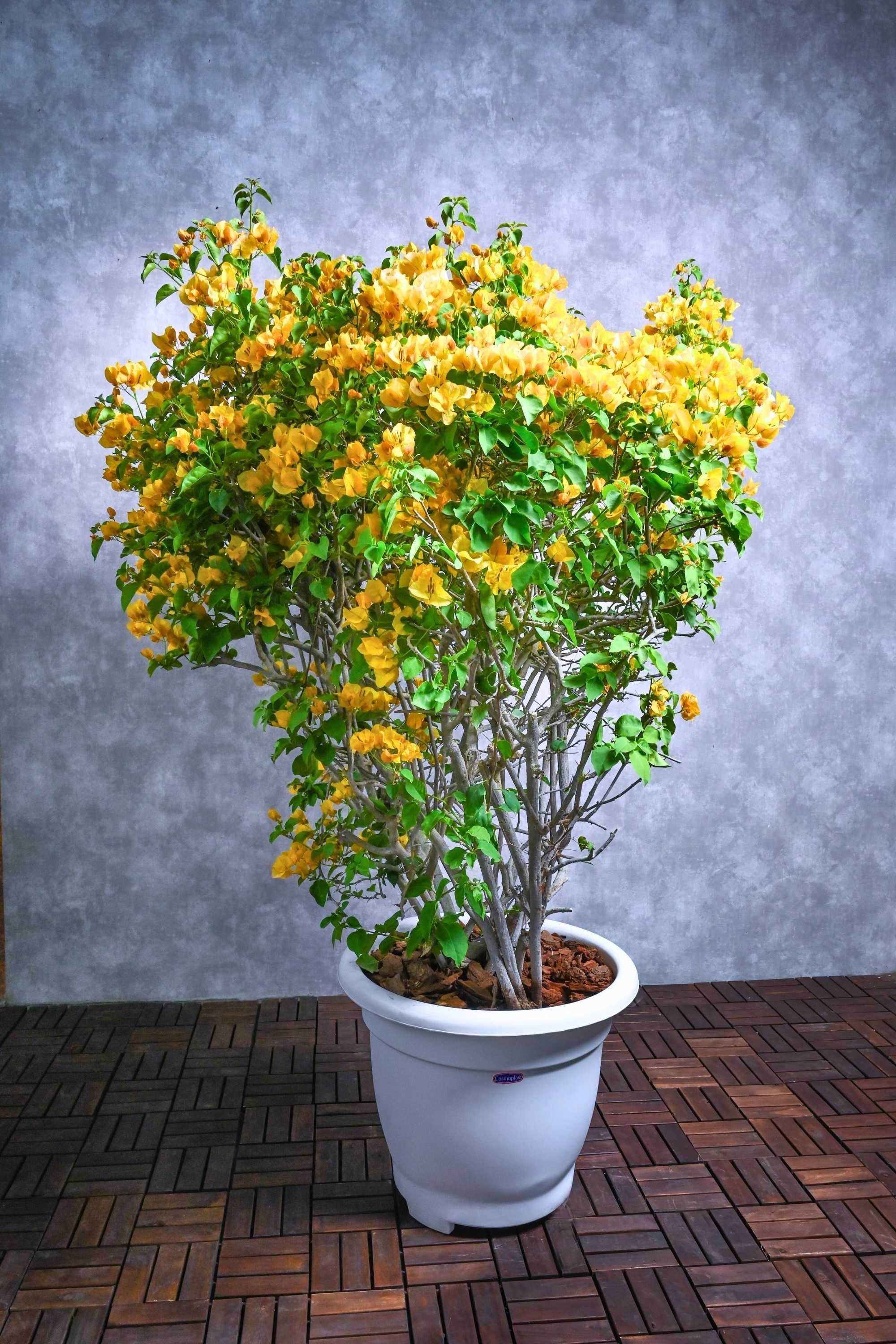 Outdoor Plant X Large 100-150 cms Bougainvillea 'California Gold' Bougainvillea 'California Gold'