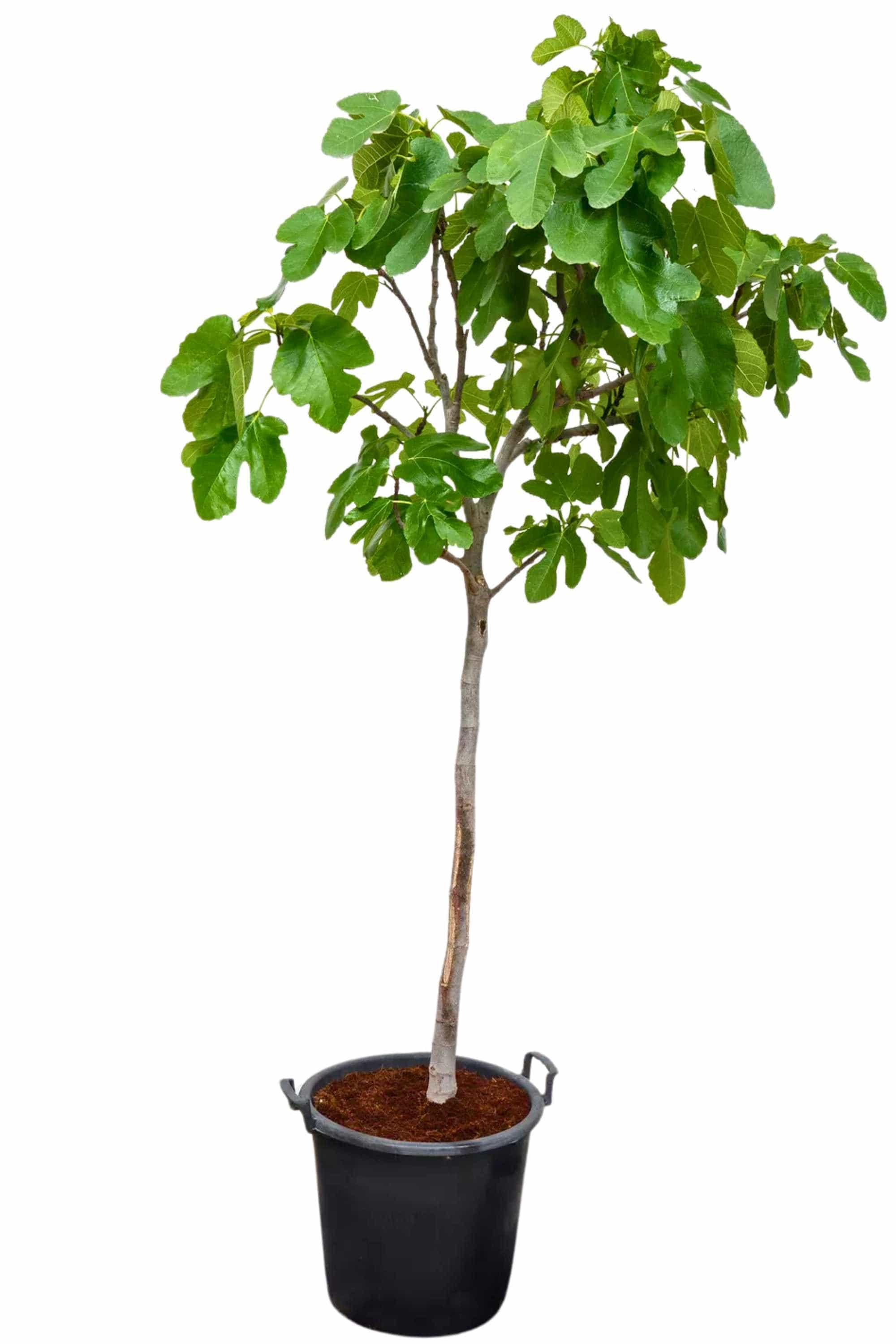 Outdoor Plant X Large 100 cms Ficus carica Ficus carica