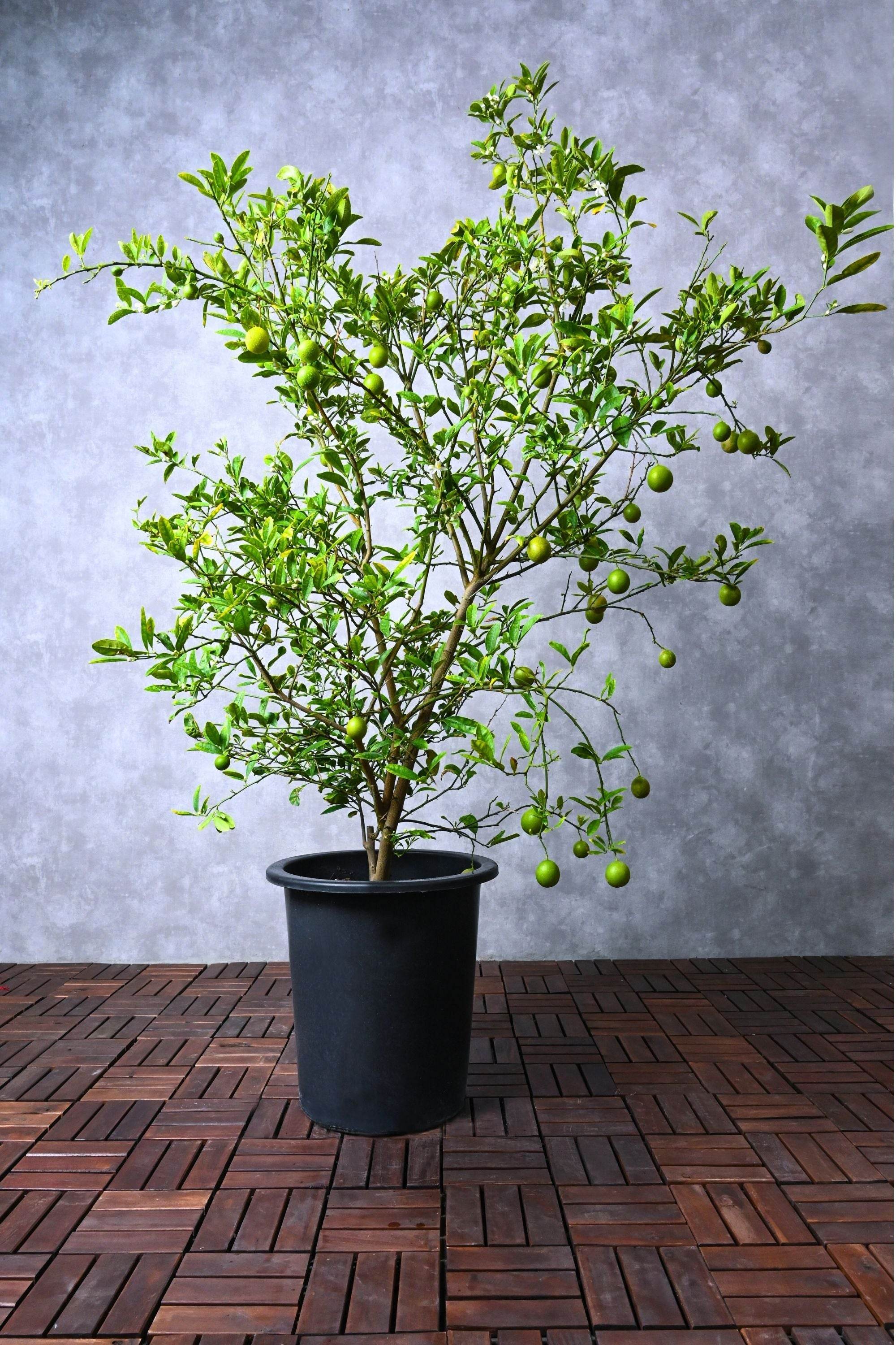 Outdoor Plant X Large 200 cms Citrus limon Citrus limon