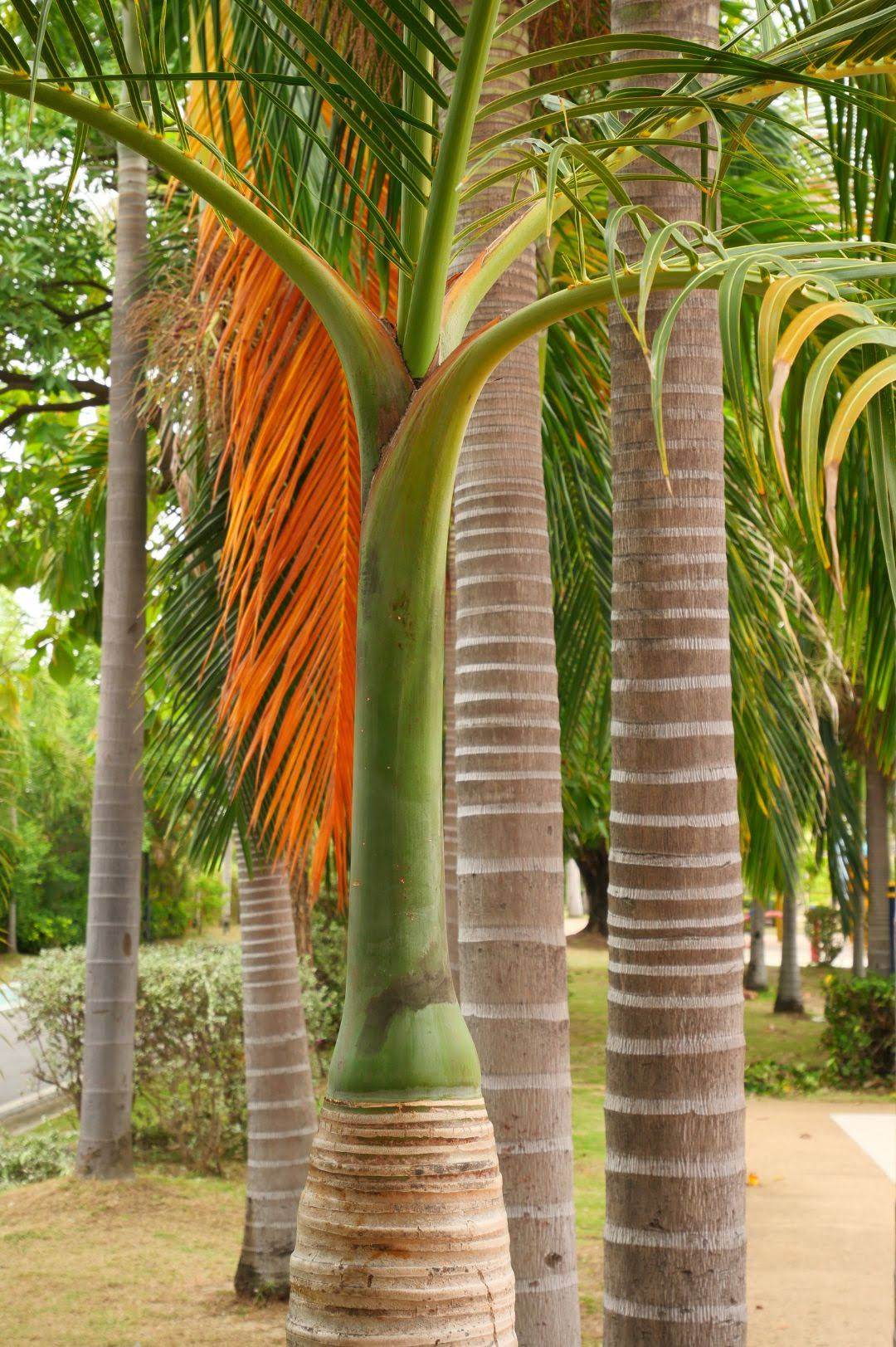 Outdoor Plant X Large 3 Meter Roystonea regia Roystonea regia
