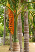 Outdoor Plant X Large 3 Meter Roystonea regia Roystonea regia