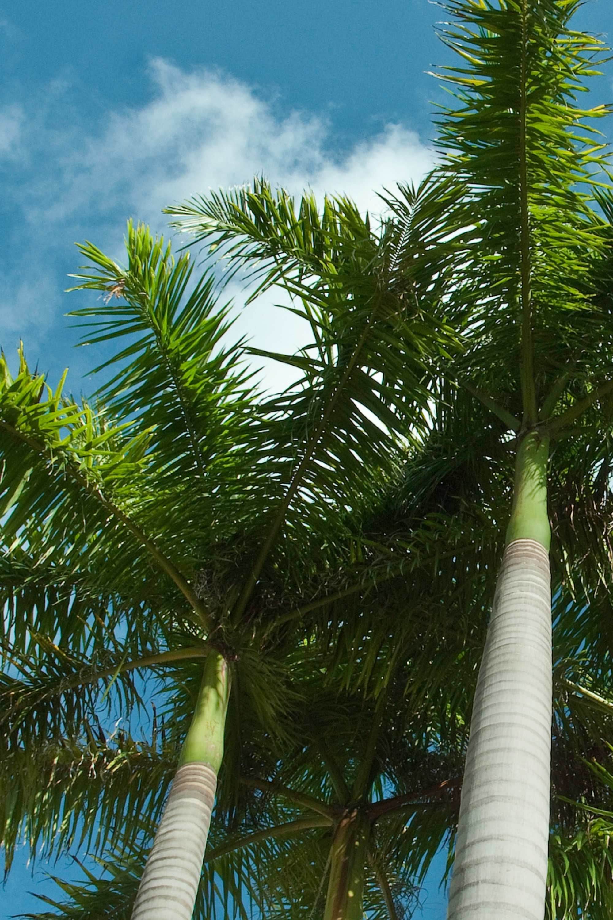 Outdoor Plant X Large 3 Meter Roystonea regia Roystonea regia