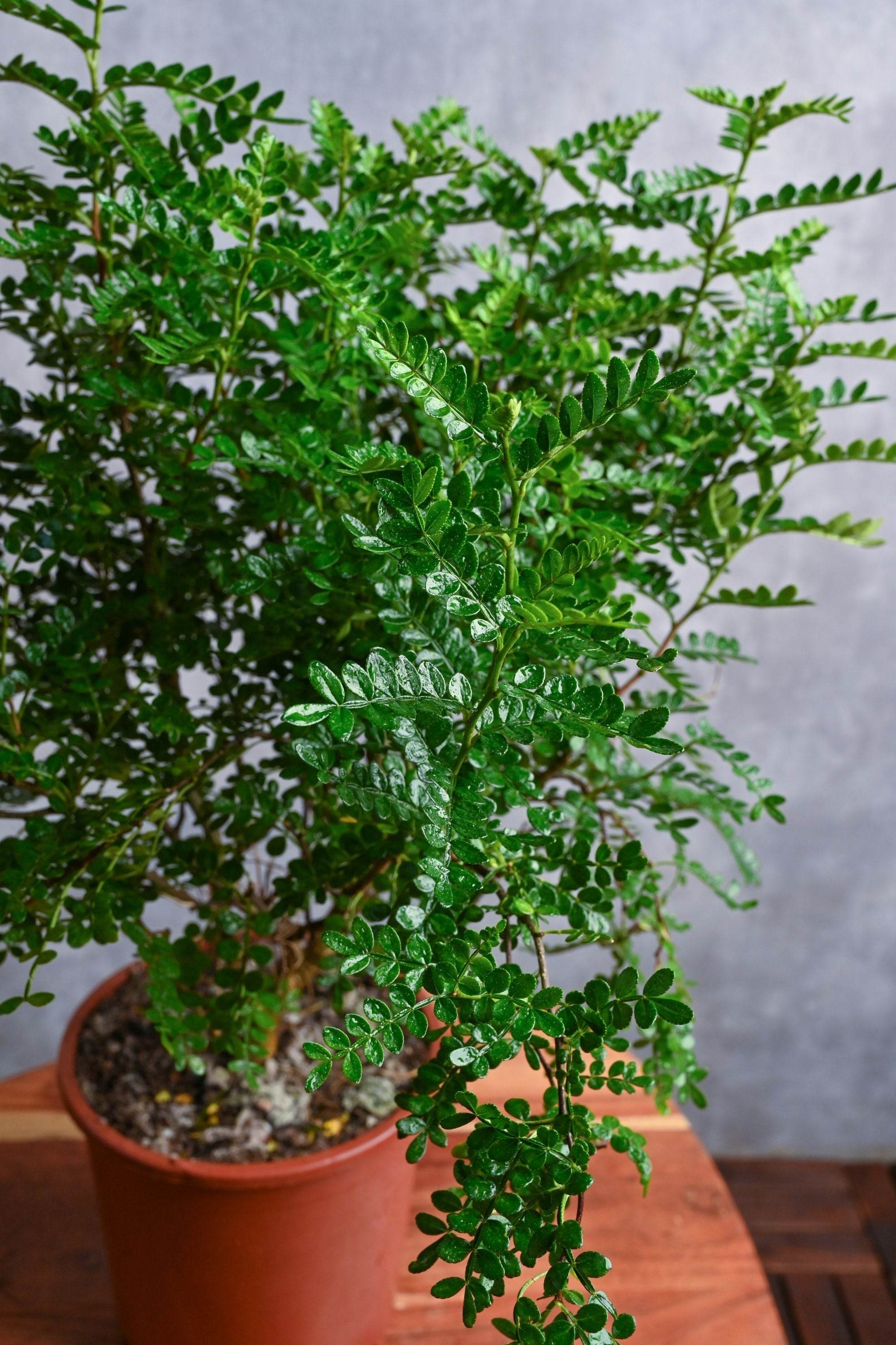 Outdoor Plant Zanthoxylum Odorum Zanthoxylum Odorum