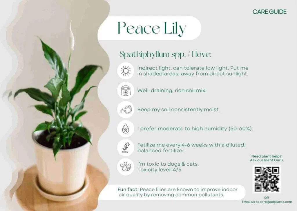 Peace Lily Care Guide