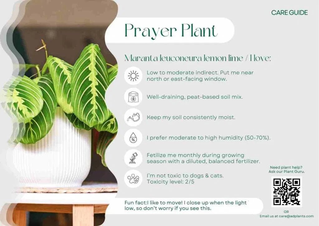 Prayer Plant Care Guide