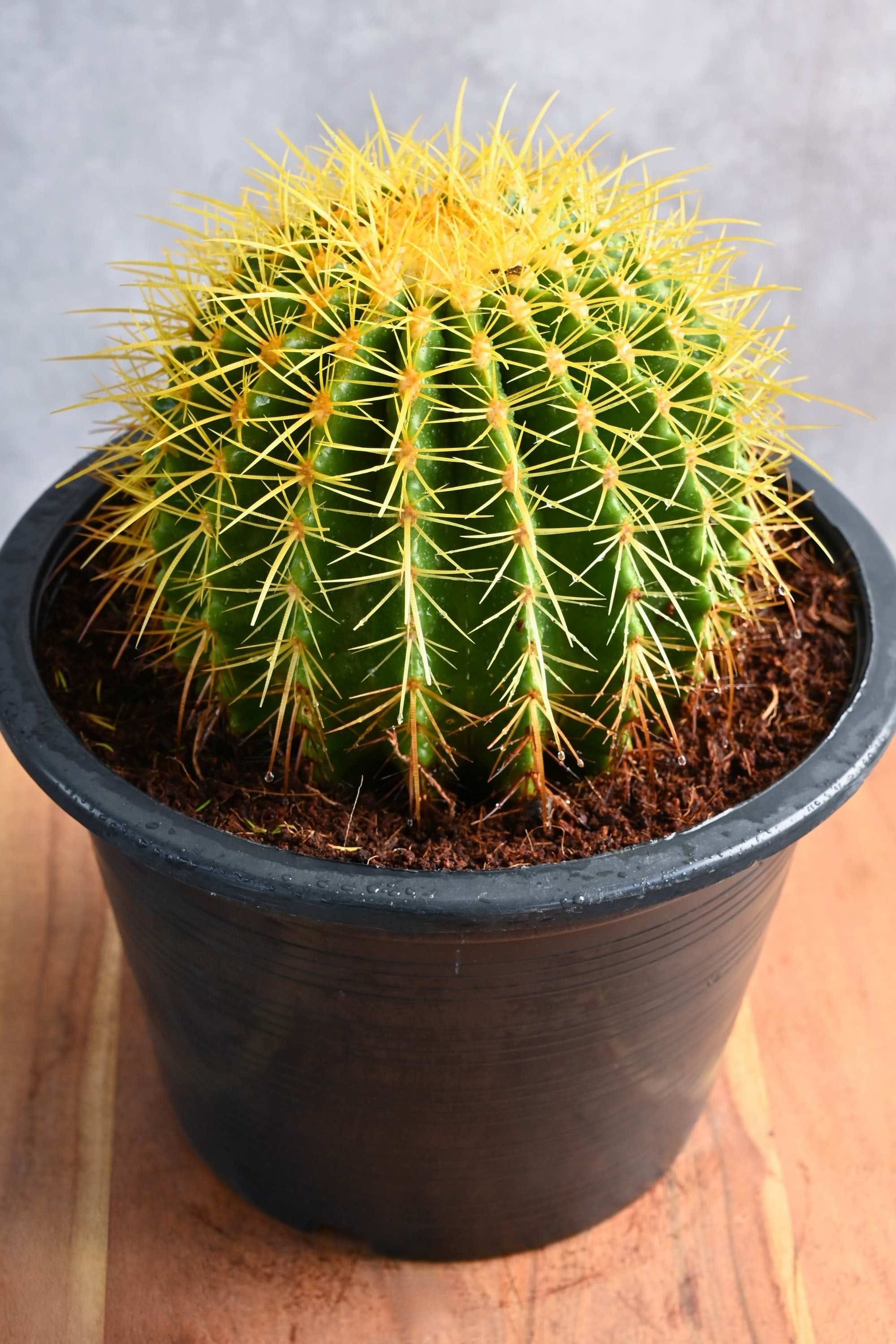 Succulents & Cacti 20 - 30 cms Echinocactus Grusonii Echinocactus Grusonii