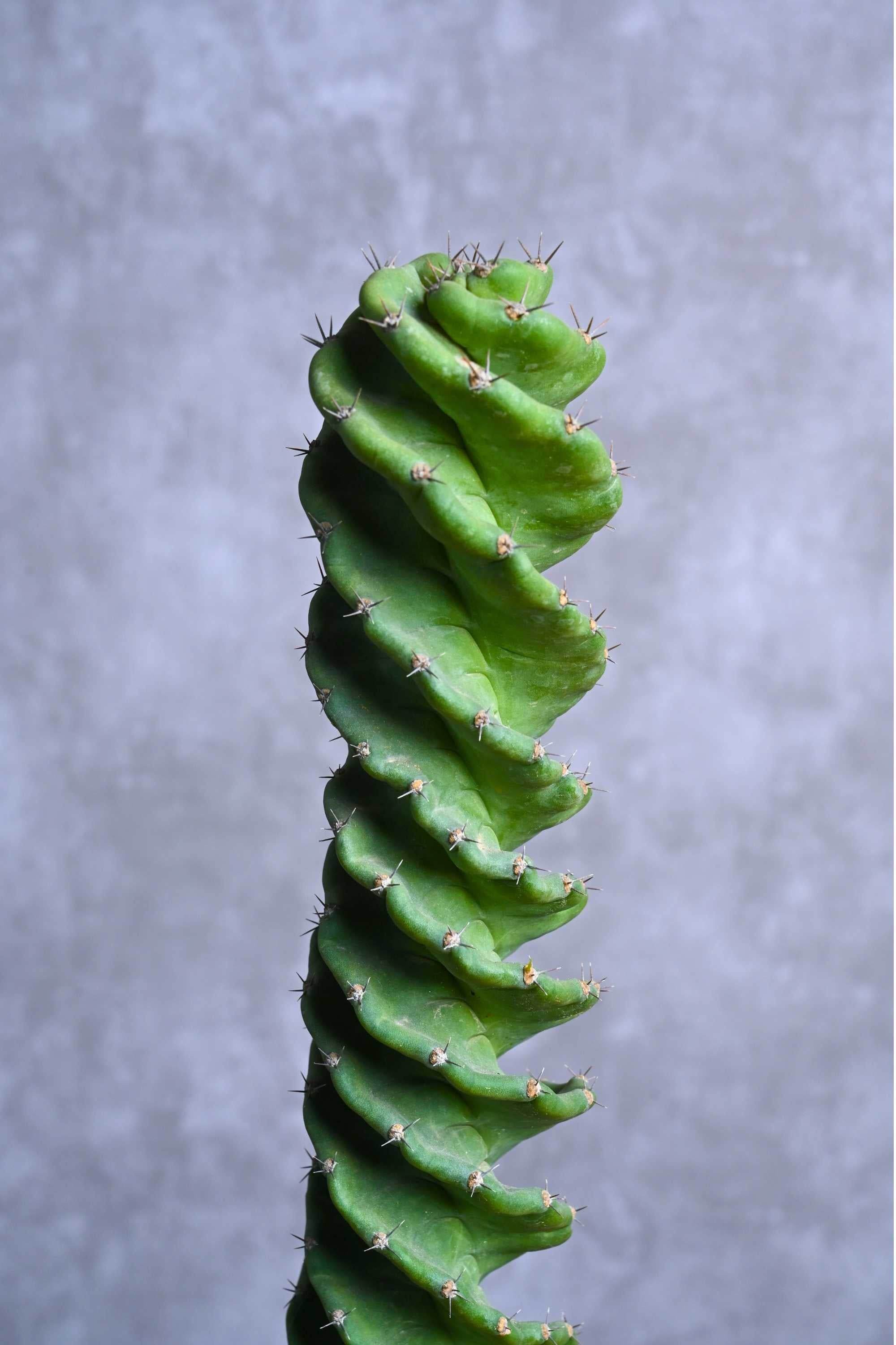 Succulents & Cacti Cereus forbesii ‘Spiralis’ Cereus forbesii ‘Spiralis’