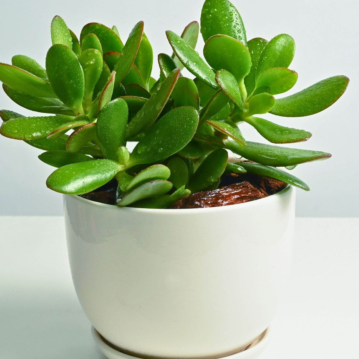 succulent with large oval leaves Crassula ovata – Adplants