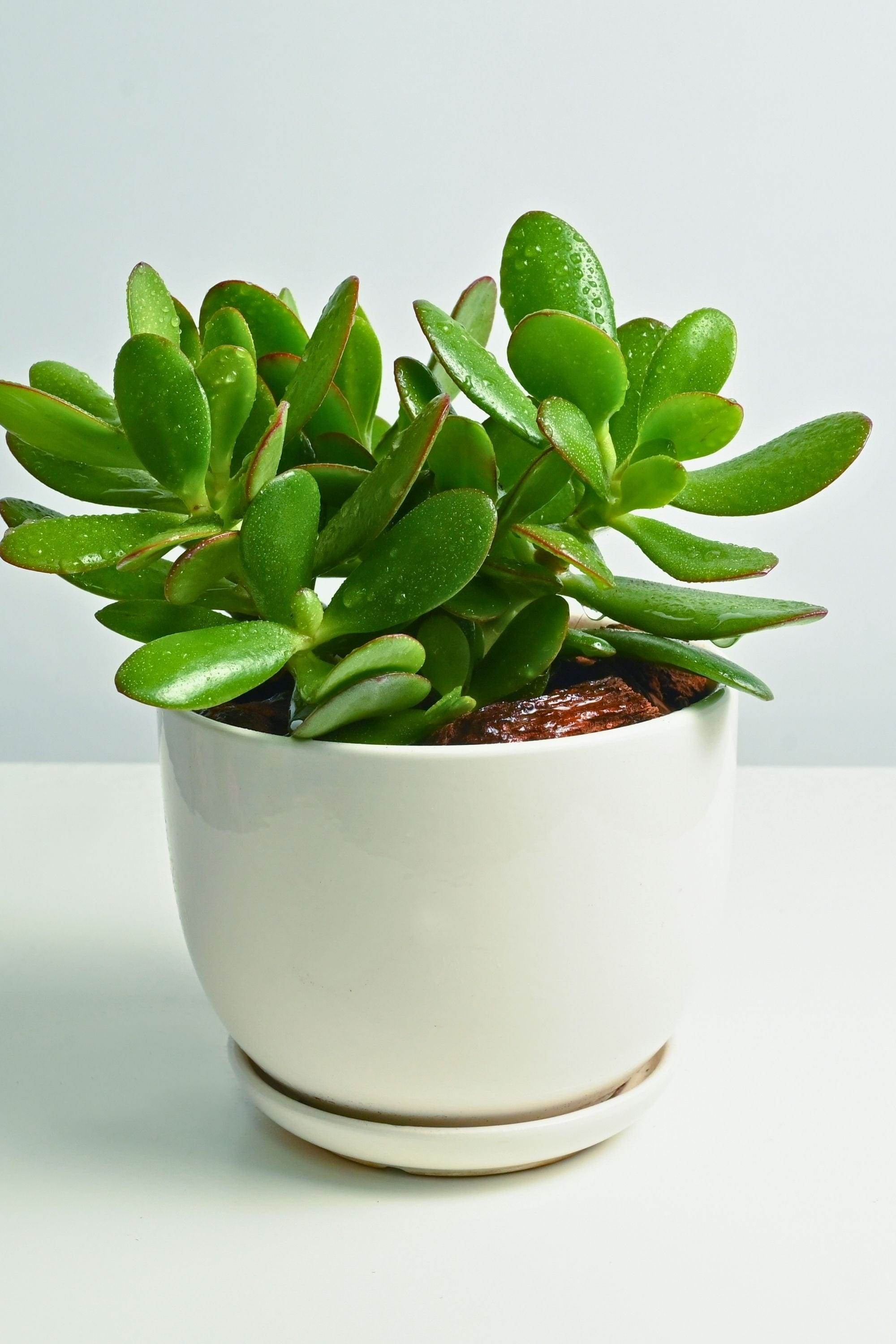 Succulents & Cacti Crassula ovata Crassula ovata