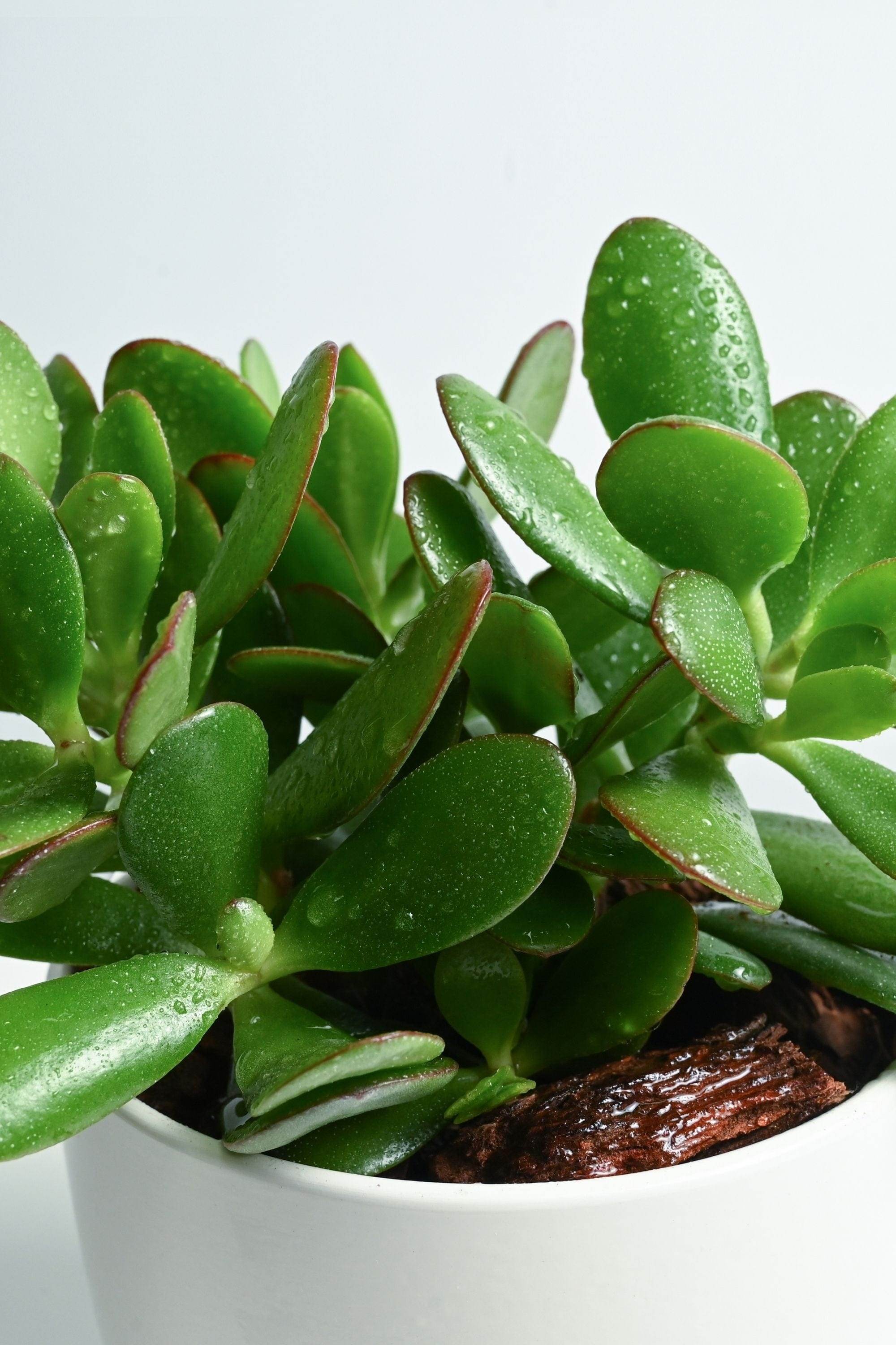 Succulents & Cacti Crassula ovata Crassula ovata