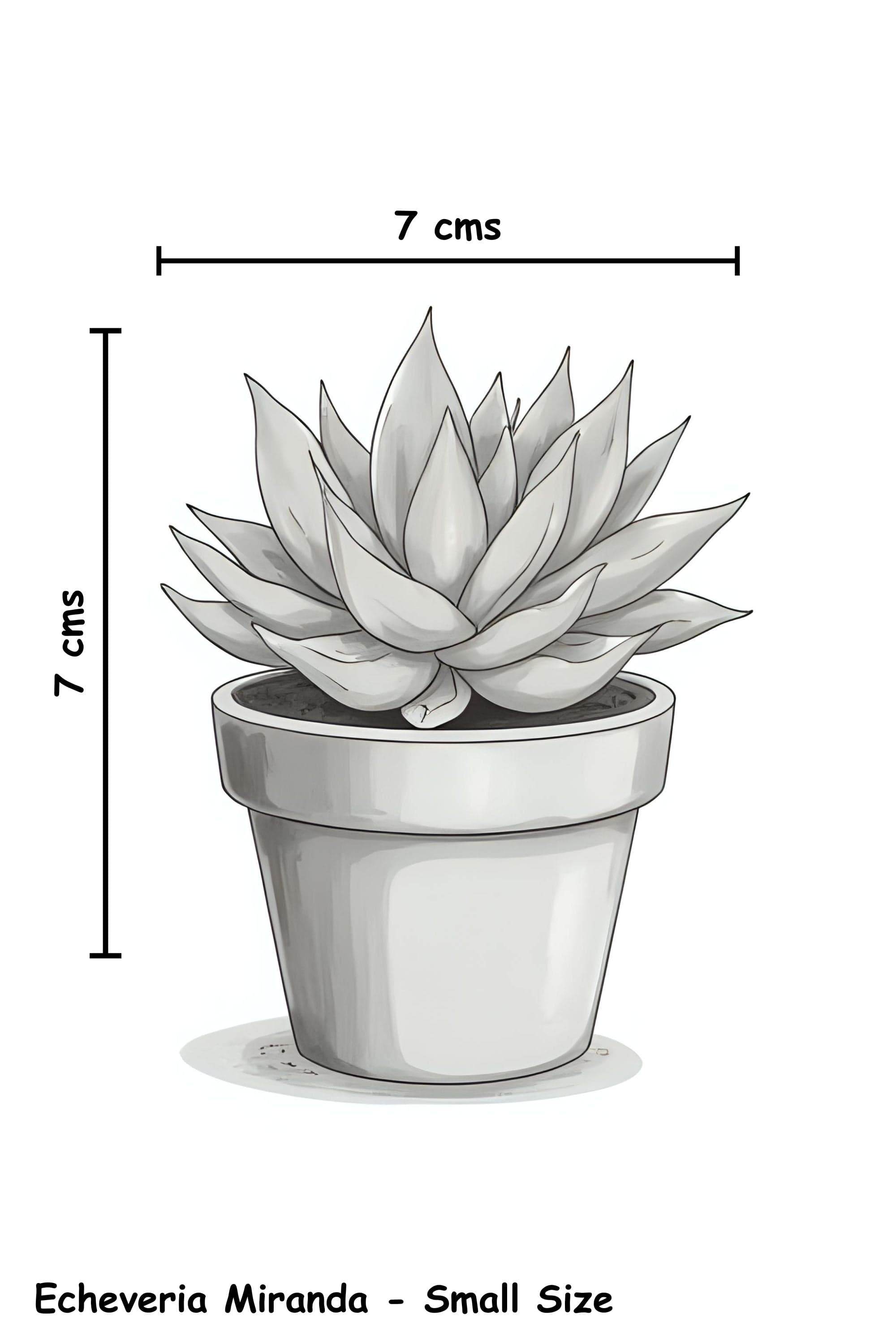 Succulents & Cacti Echeveria Miranda Echeveria Miranda