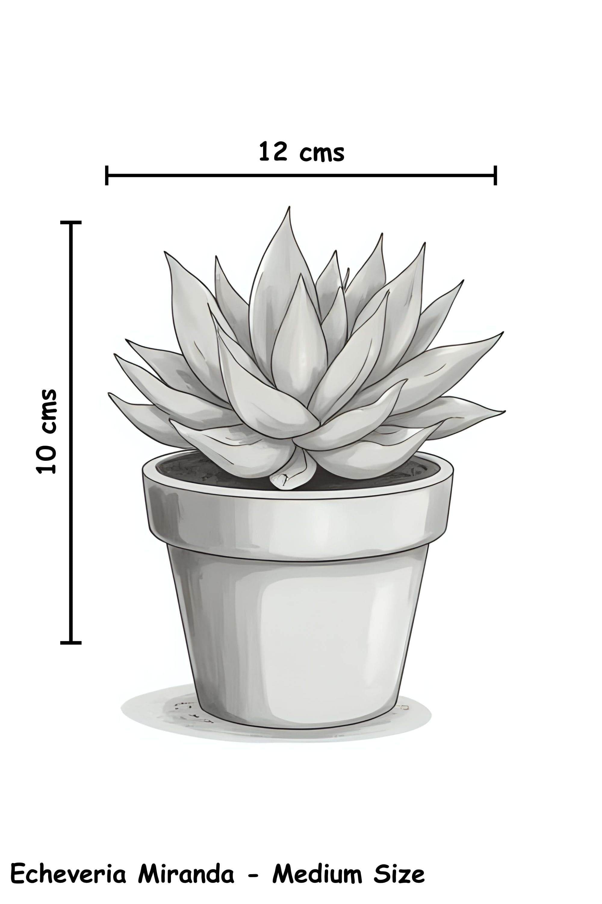 Succulents & Cacti Echeveria Miranda Echeveria Miranda