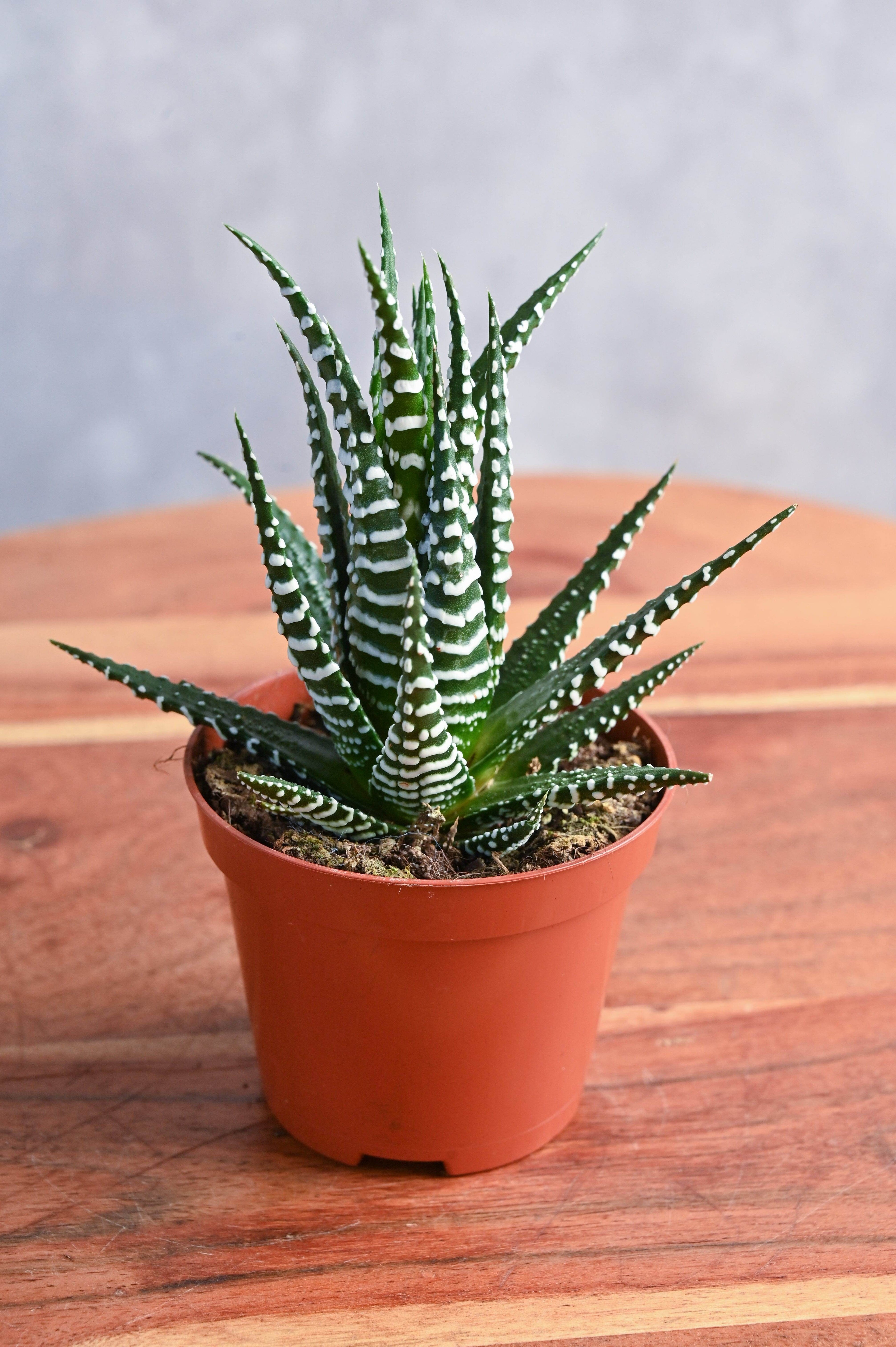 Succulents & Cacti Haworthia Fasciata Haworthia Fasciata