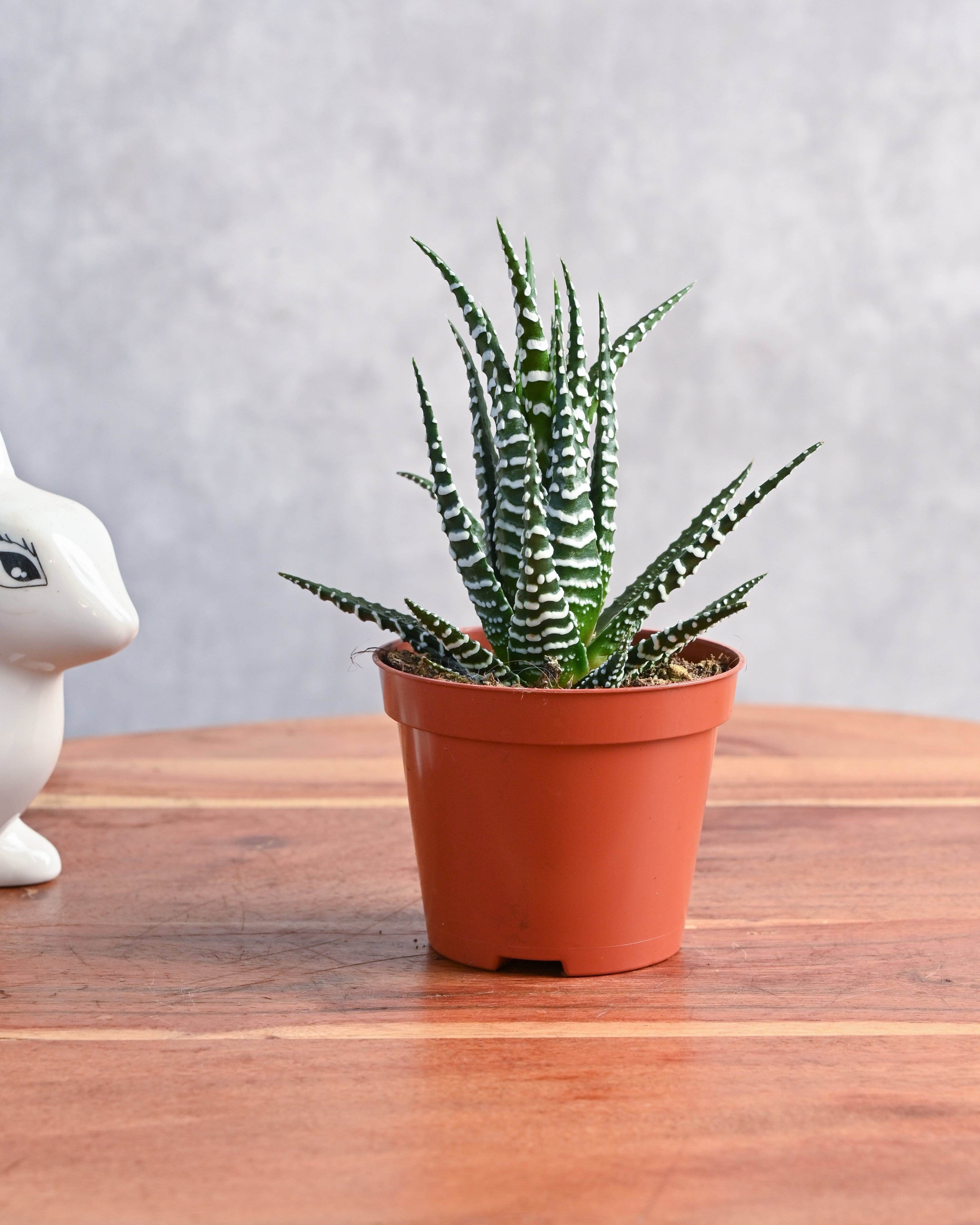 Succulents & Cacti Haworthia Fasciata Haworthia Fasciata