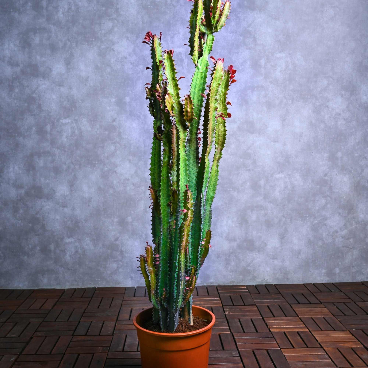 Euphorbia trigona – Adplants