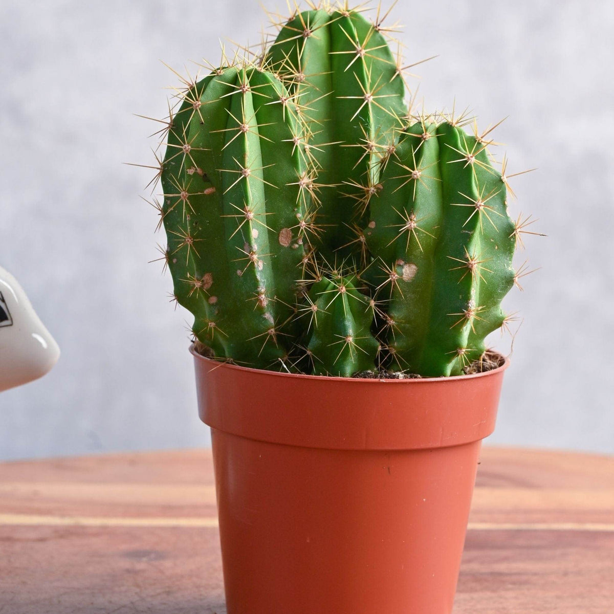 lil cactus Pachycereus marginatus – Adplants