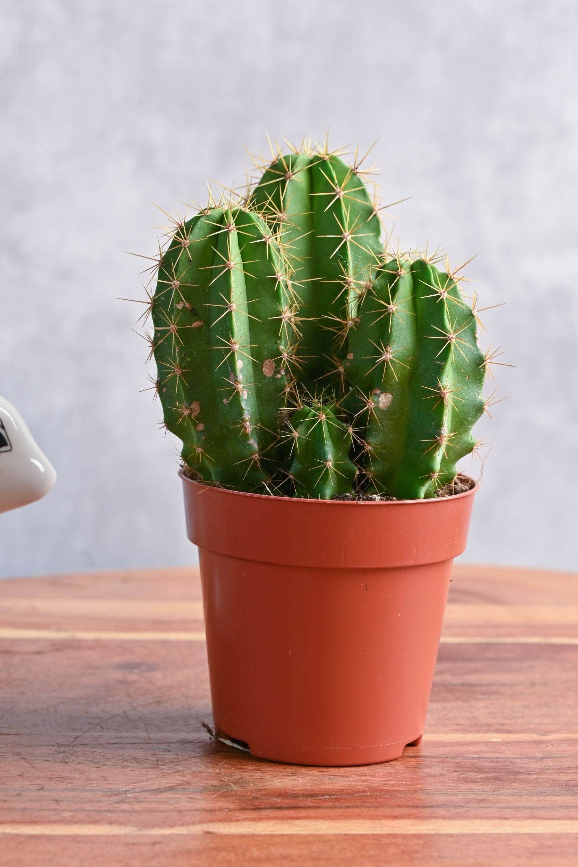 Succulents & Cacti Large Pachycereus marginatus Pachycereus marginatus