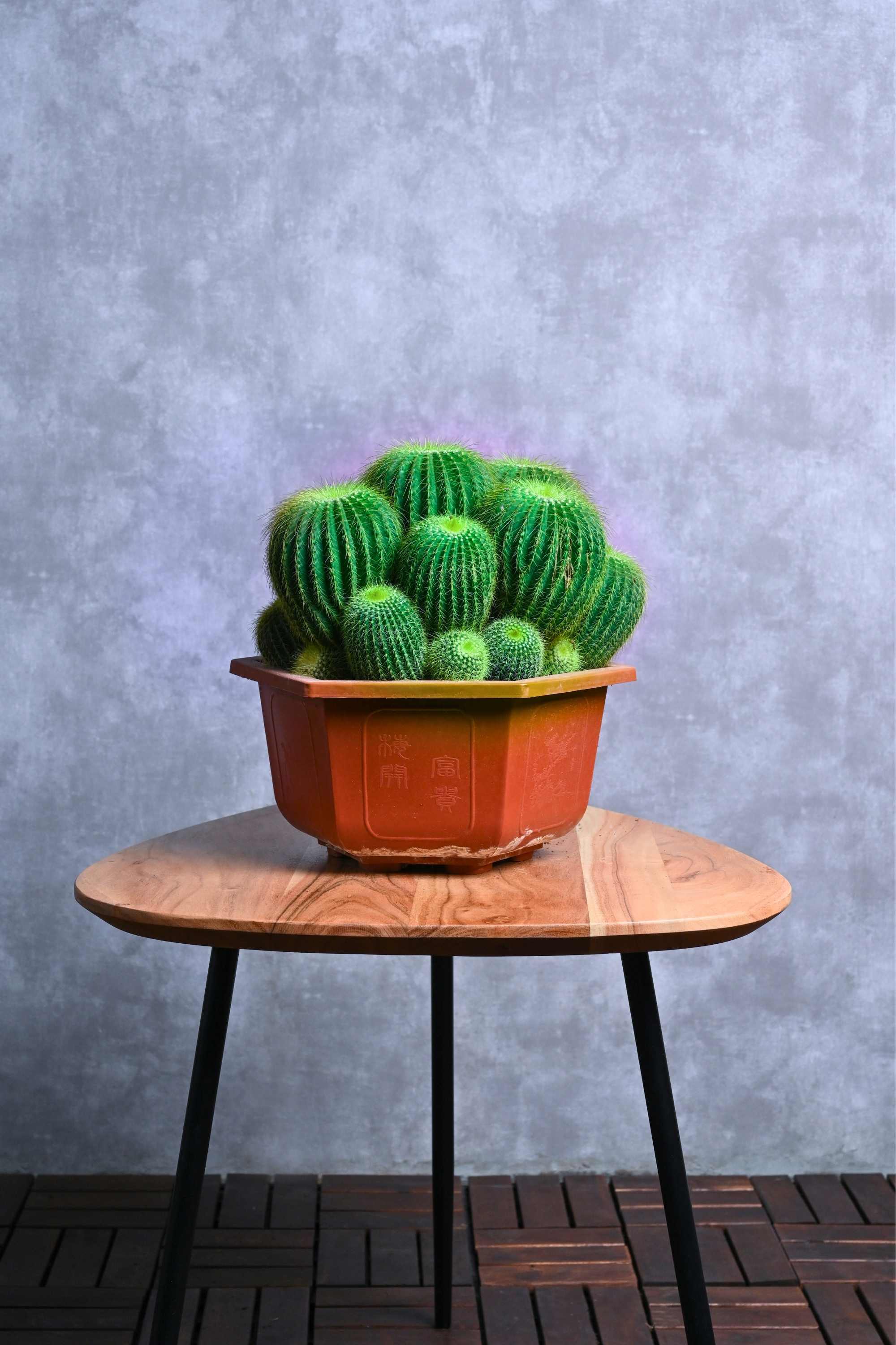 Succulents & Cacti Medium 20-30 cms Parodia Magnifica Parodia Magnifica