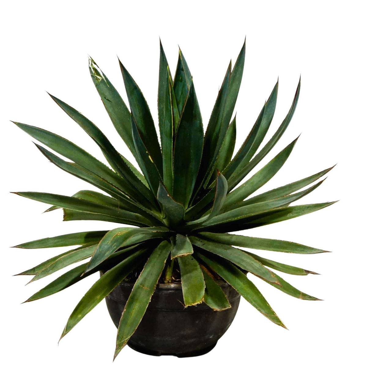 Agave Sisalana – Adplants