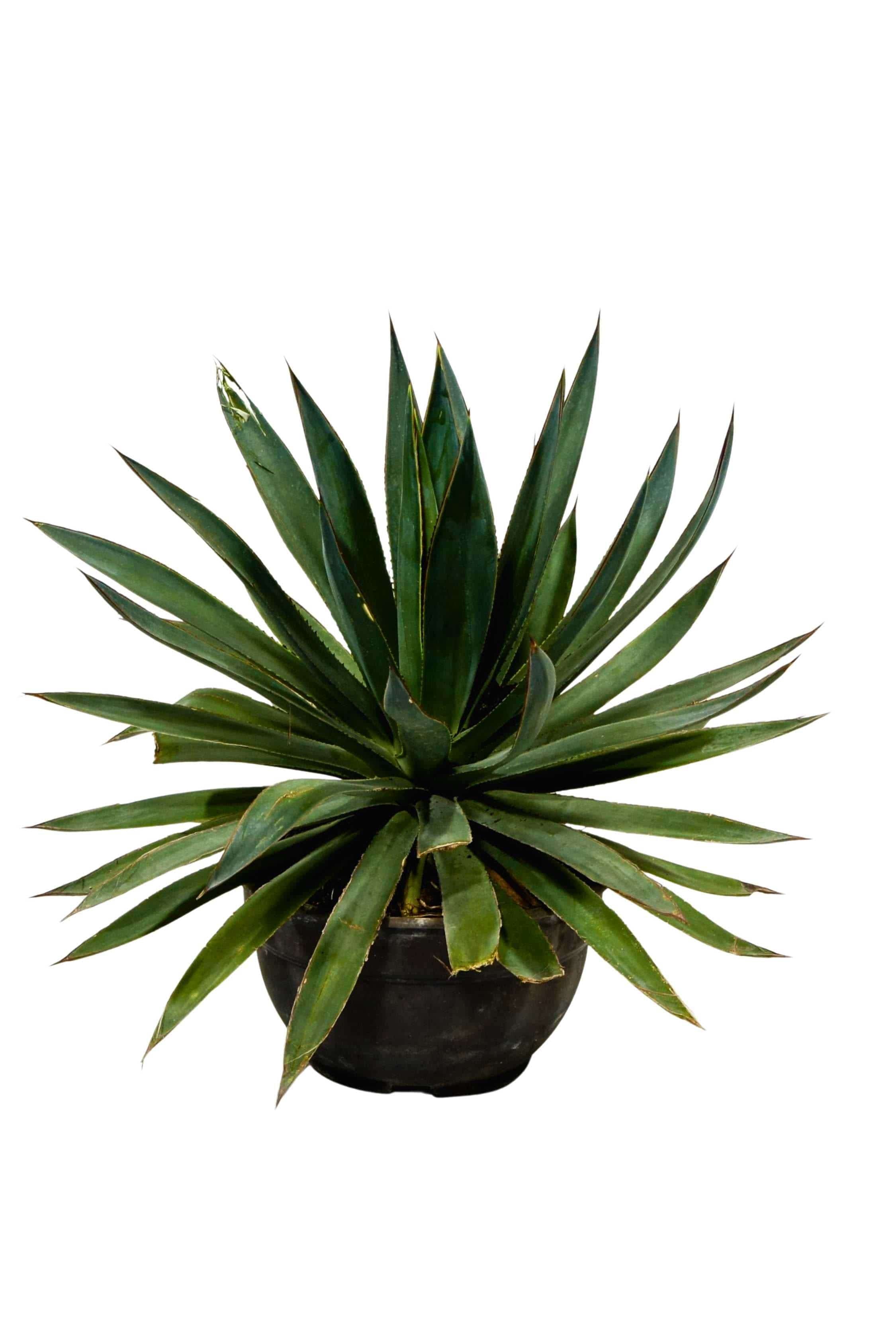 Succulents & Cacti Medium 35 cms Agave Sisalana Agave Sisalana