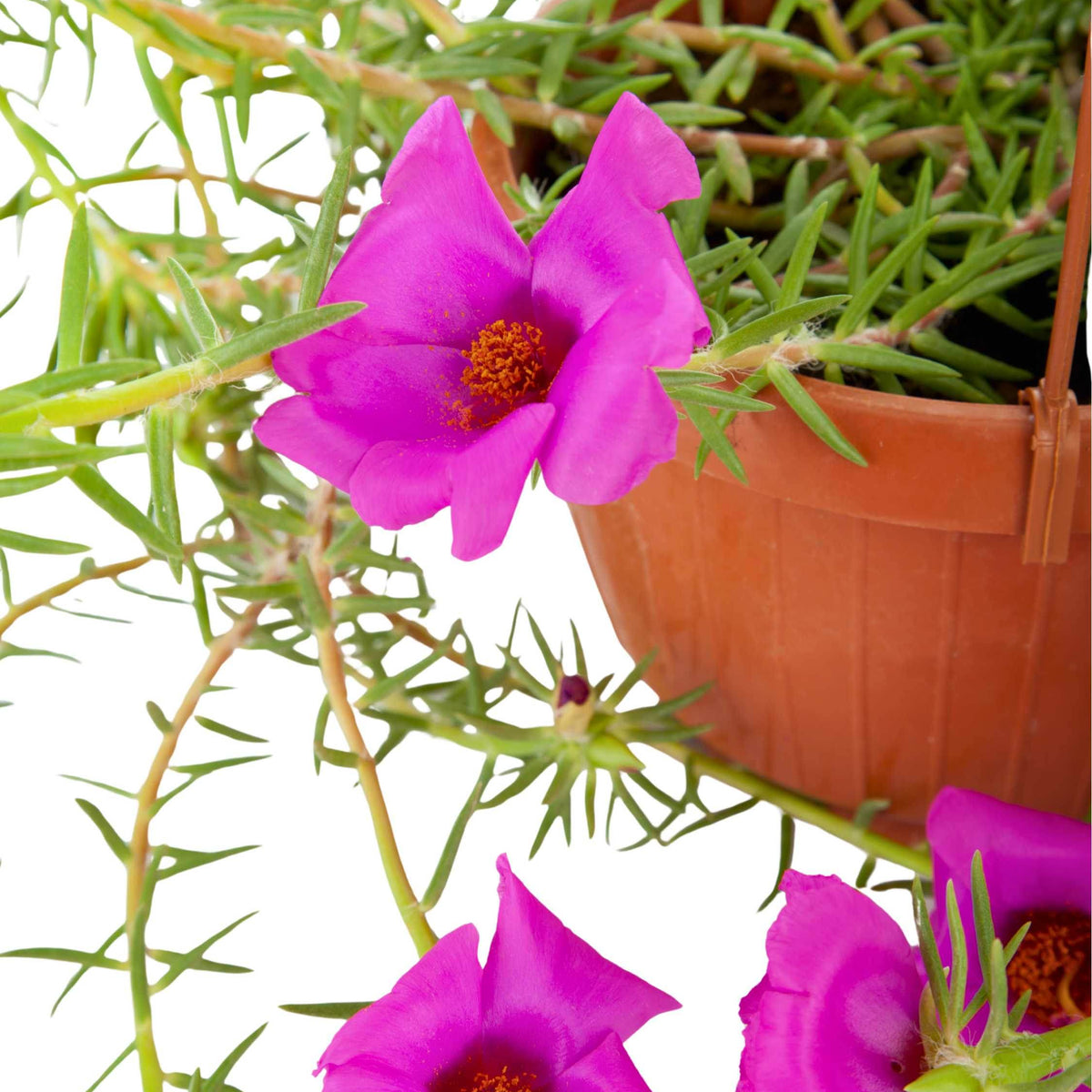 Portulaca grandiflora  Adplants