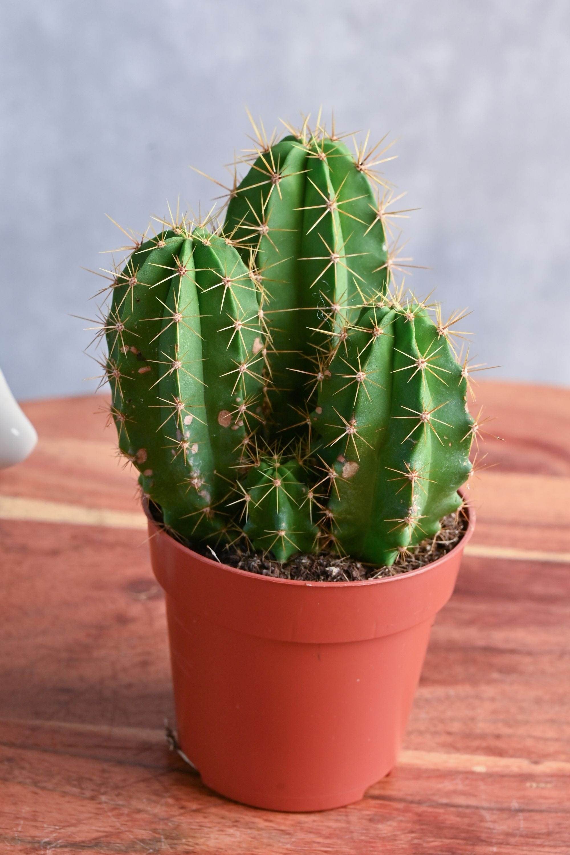 Succulents & Cacti Pachycereus marginatus Pachycereus marginatus