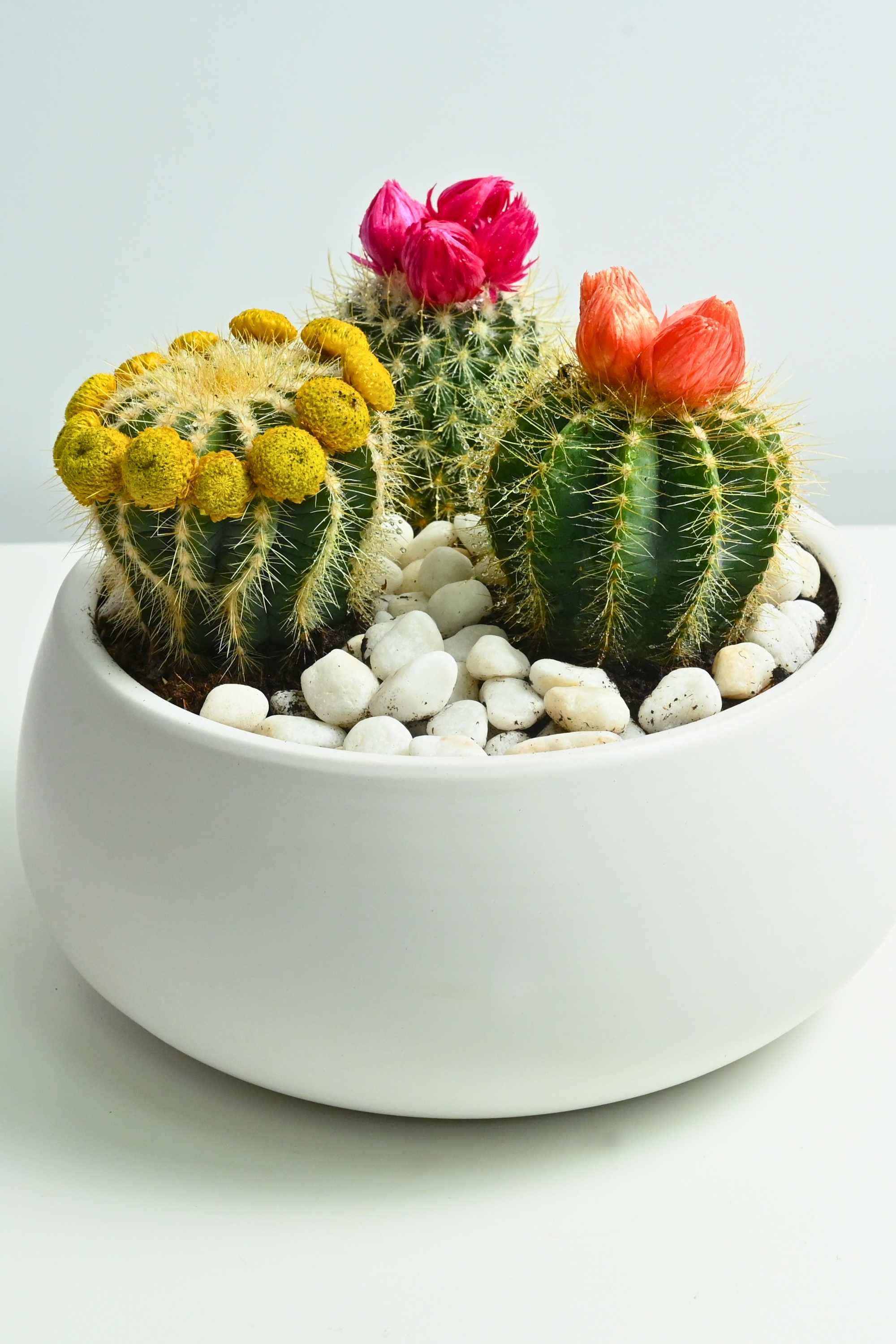 Succulents & Cacti Small 10-15 cms Cactus Trio Bundle in White Ceramic Pot Cactus Trio Bundle in White Ceramic Pot
