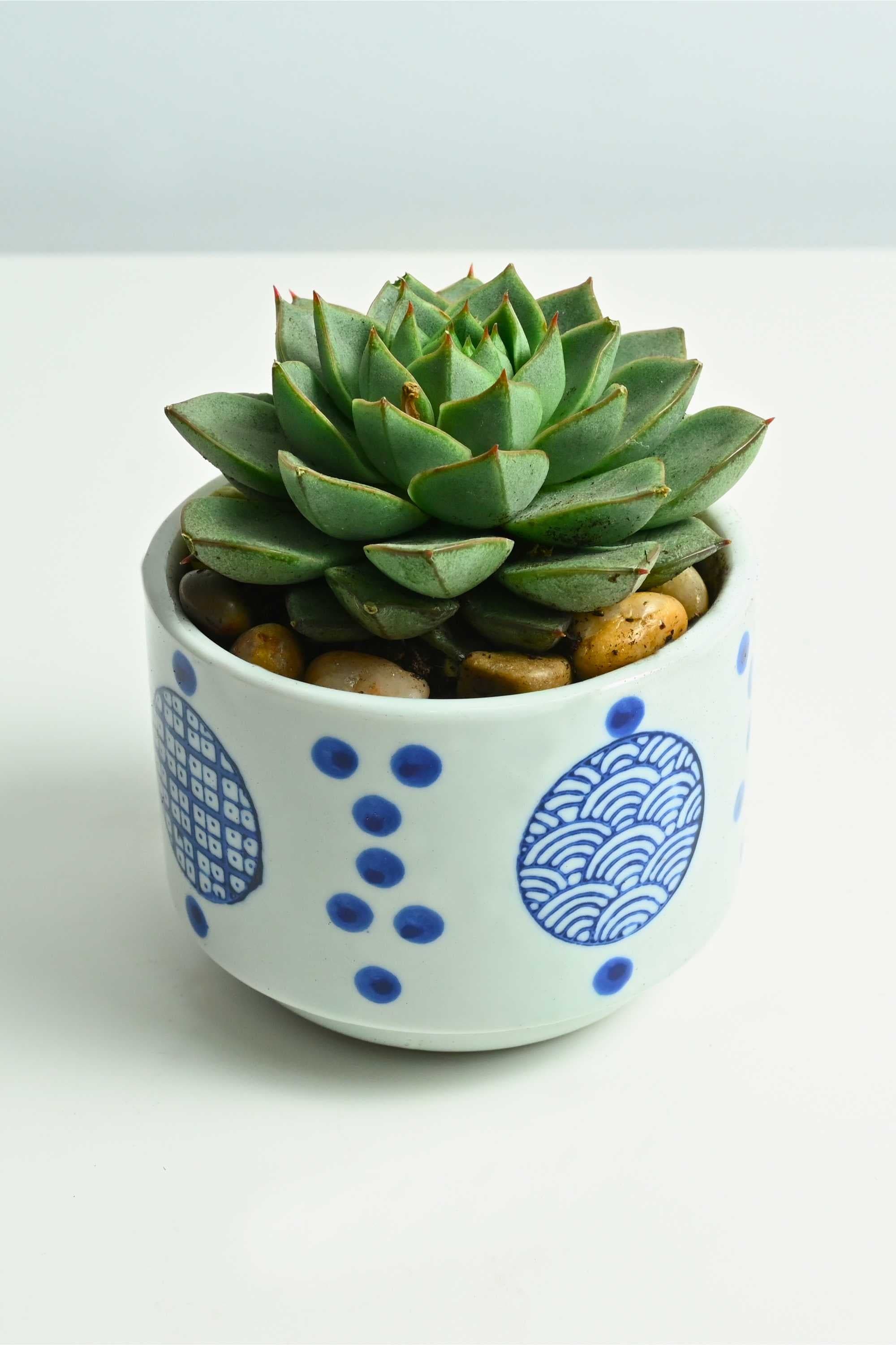Succulents & Cacti Small 10cms (With Cerulean Pot) Echeveria Echeveria