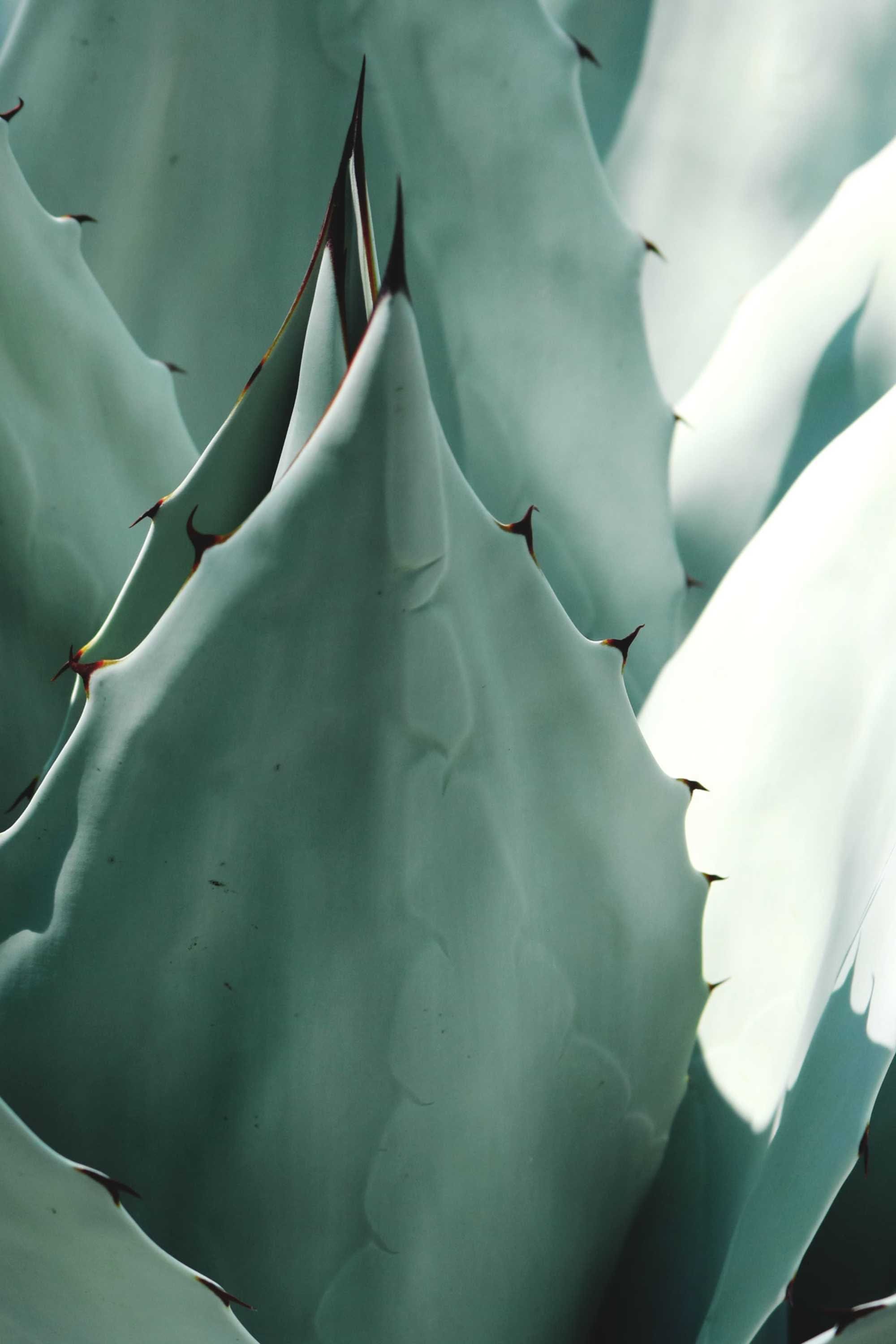 Succulents & Cacti Small 25 x 30 cms Agave Americana Agave Americana