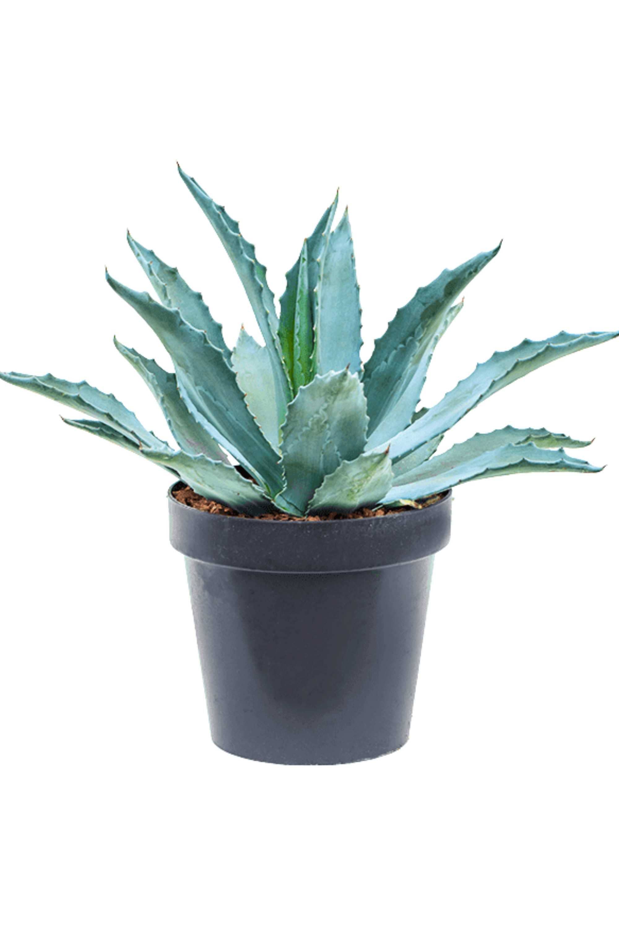 Succulents & Cacti Small 25 x 30 cms Agave Americana Agave Americana