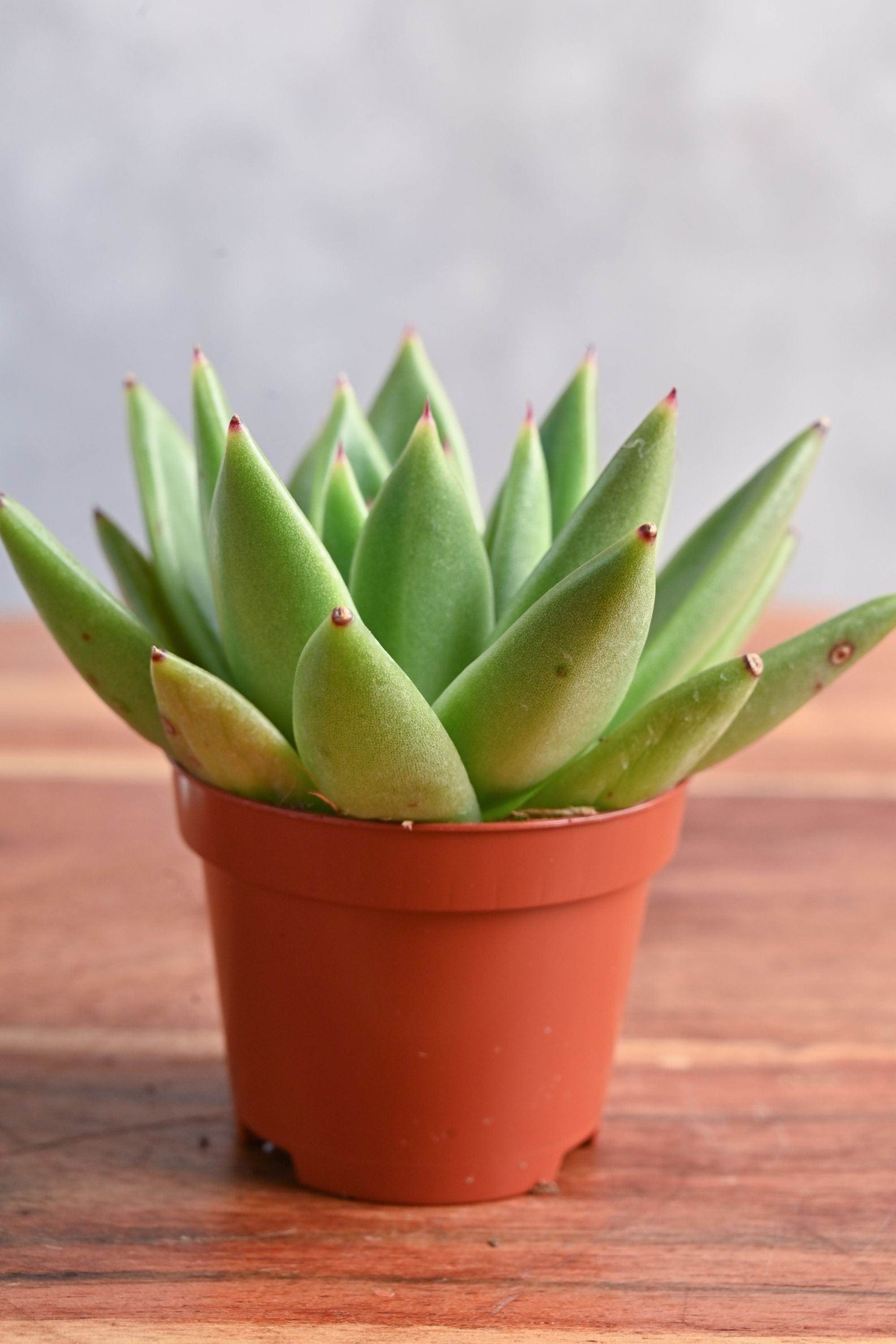 Succulents & Cacti Small Echeveria Miranda Echeveria Miranda