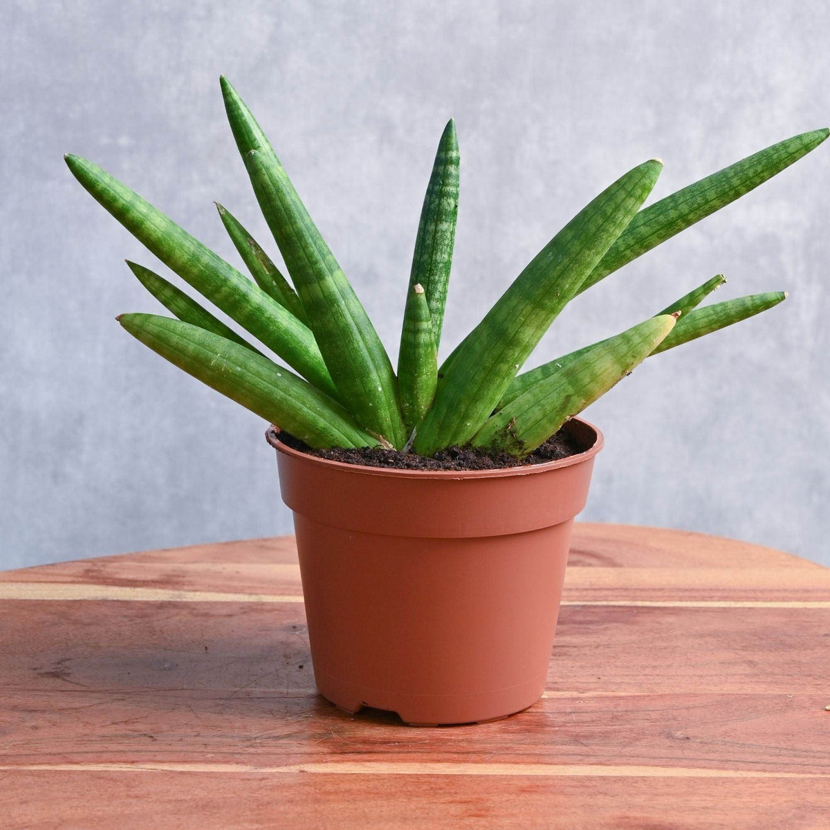 Snake Plant Starfish – Adplants