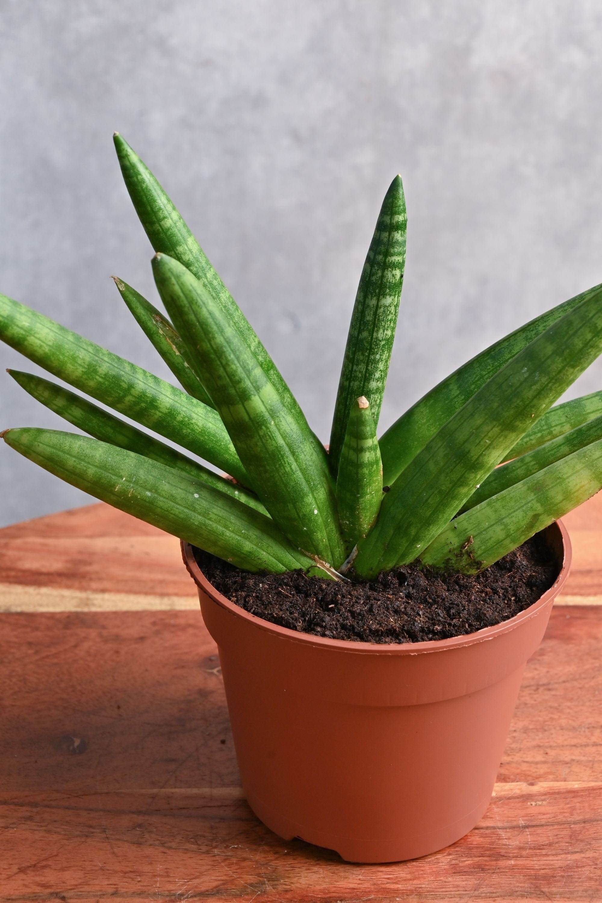 Succulents & Cacti Snake Plant Starfish Snake Plant Starfish