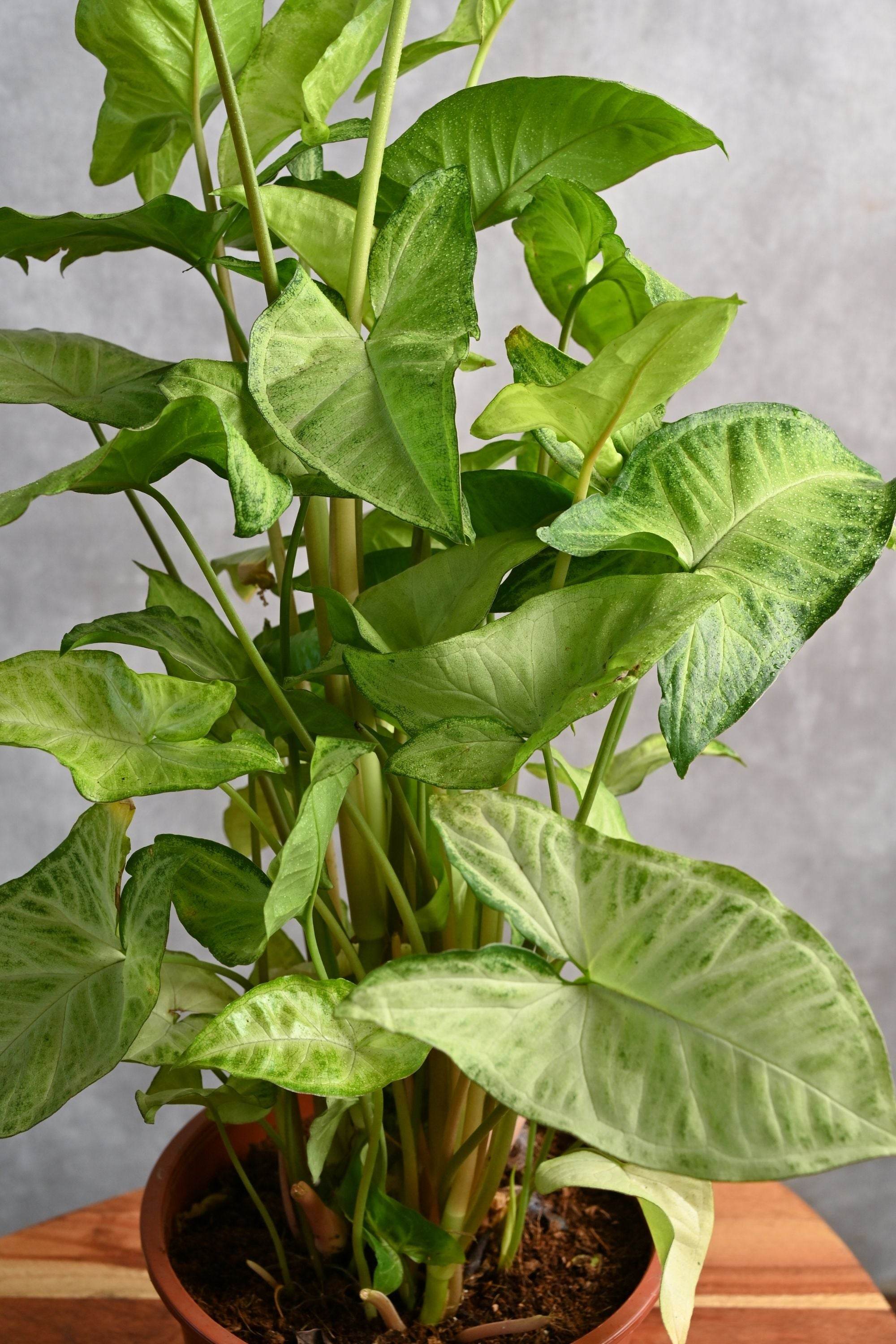 Syngonium podophyllum Syngonium podophyllum