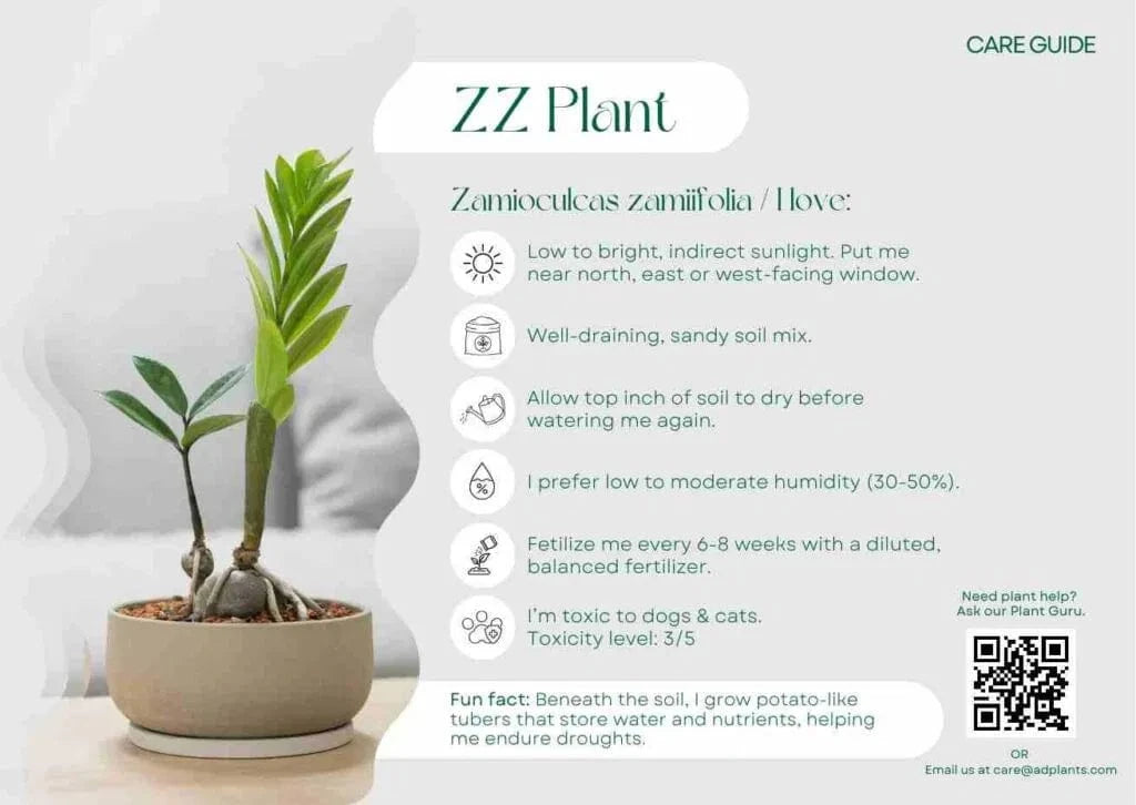 ZZ Plant Care Guide