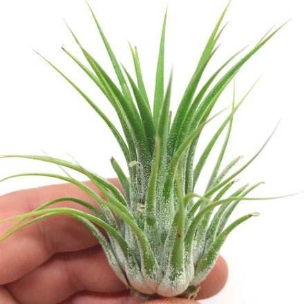Indoor Plant Medium 50 cms Tillandsia spp Tillandsia spp